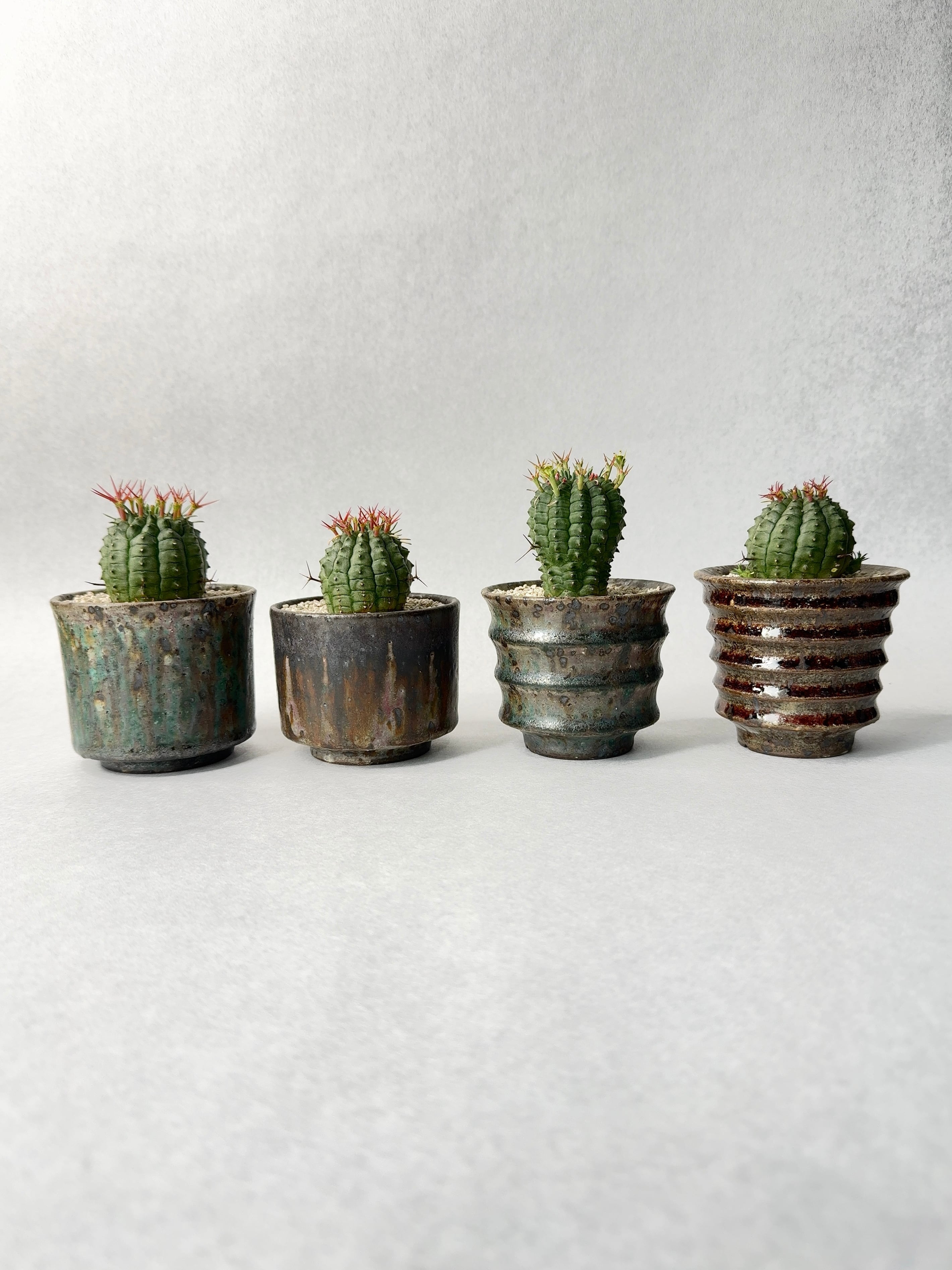 【 INDIVIDUALITY 】実生