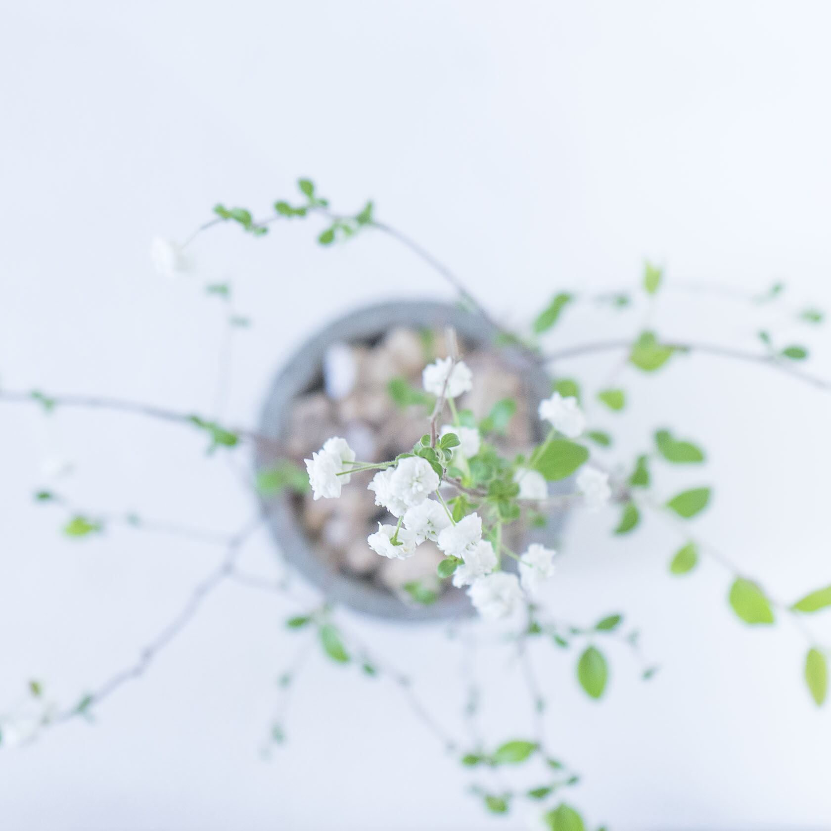 ＼送料無料／≪ 観葉植物 ≫ベランダで育てられるシジミバナの鉢植え｜シンプルでお部屋を選ばない手作りモルタル鉢