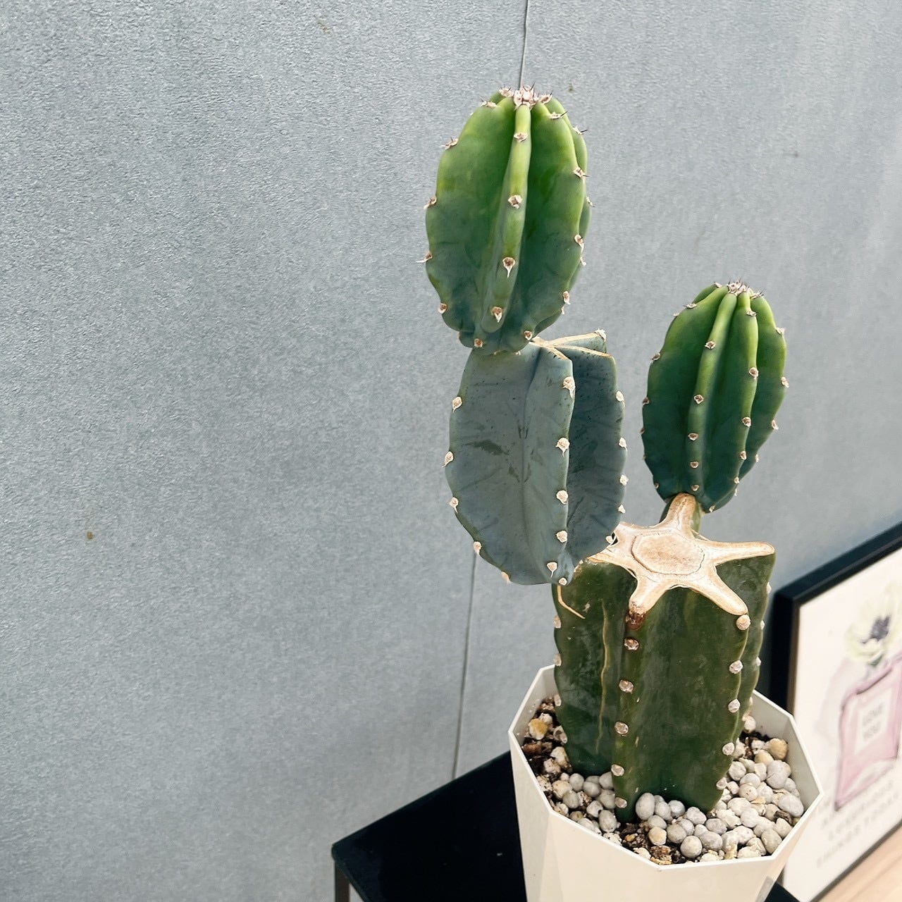 現品］☆人気☆ 87番 柱サボテン 鬼面角 ブランチ 5号 観葉植物 室内