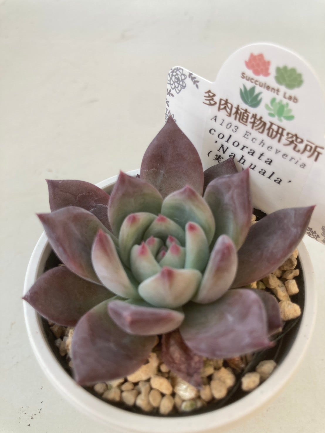 アンジュ様 ご確認用 多肉 アンジュ様 ご確認用 多肉