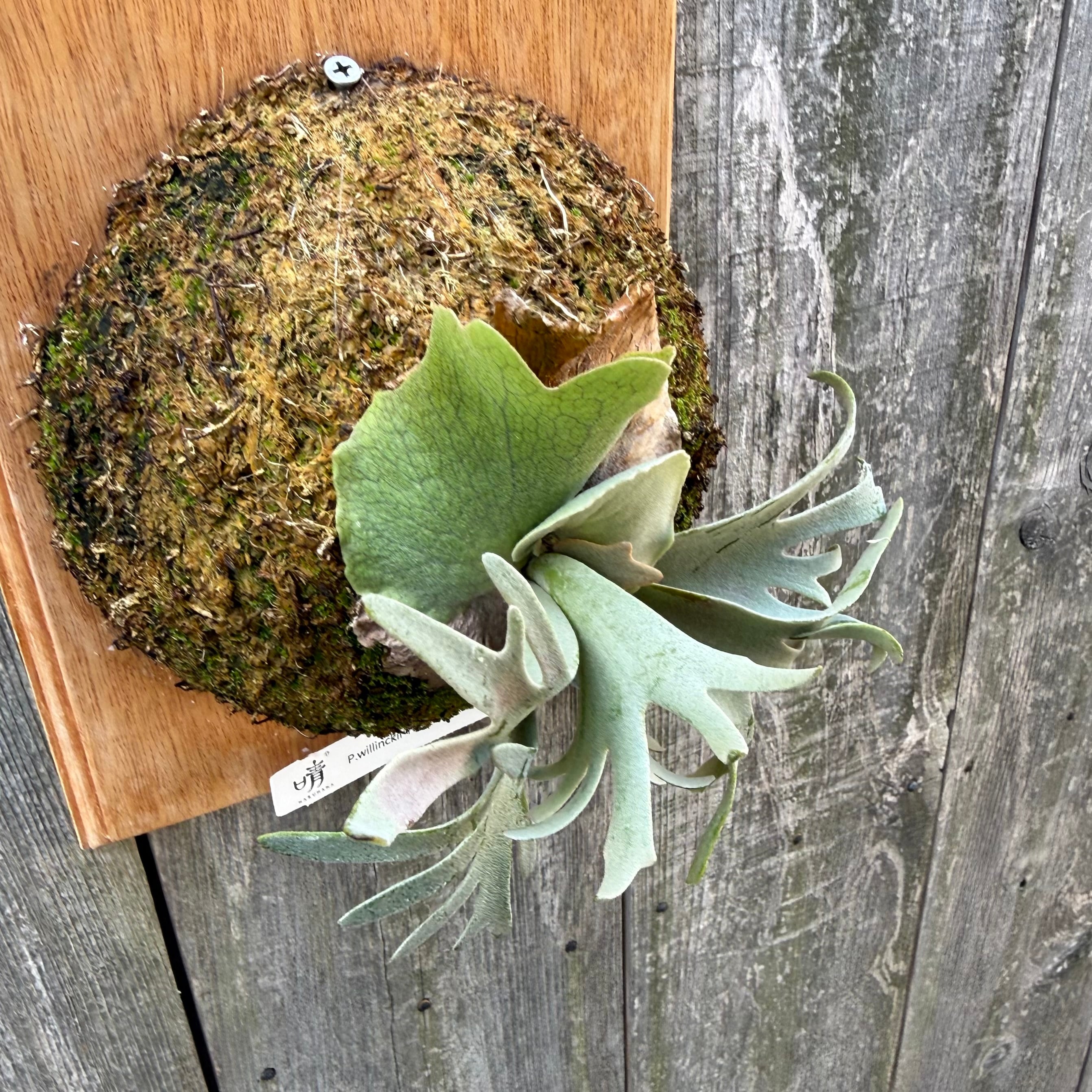 P.willinckii Yellow moon dwarf (from晴花鹿苑) | naturefix