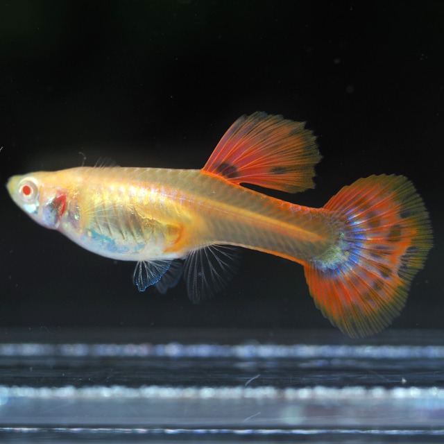 【セール】RREAフルレッド　2ペア＋おまけ2ペア＋種親メス1匹