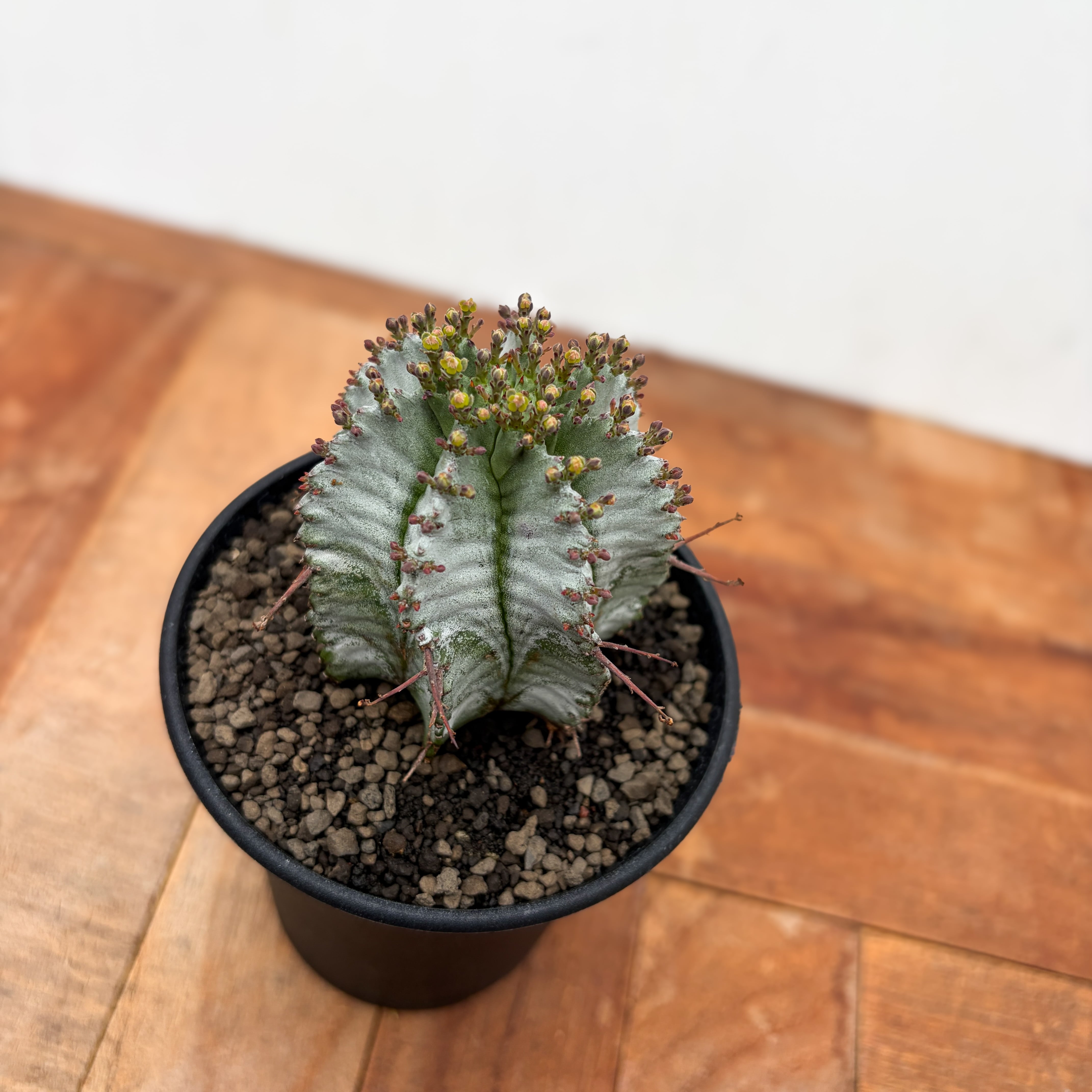 Euphorbia hyb. horrida【ユーフォルビア・玉型白ホリダ】 | RIMO'S