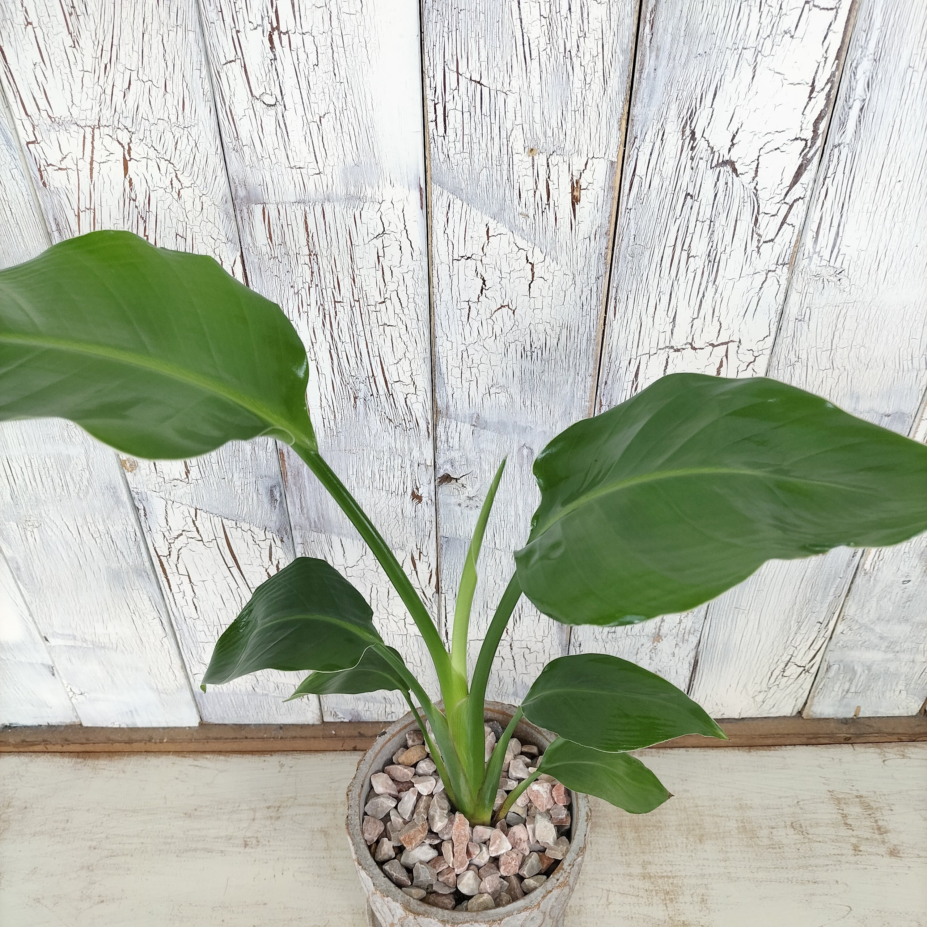 ストレリチア オーガスタ 観葉植物 | 陽華園
