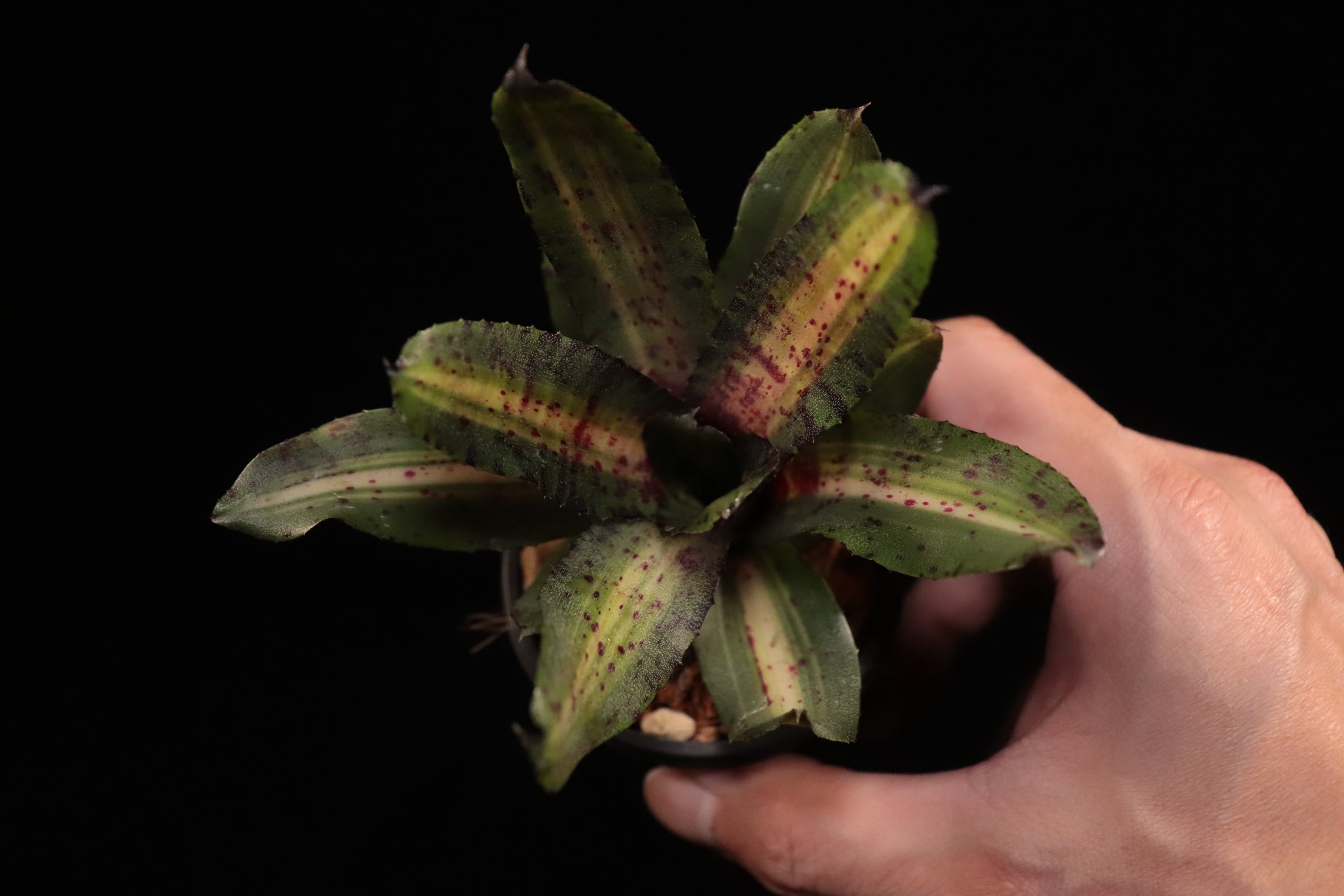 送料無料】Neoregelia 'Jade Spider'〔ネオレゲリア〕現品発送N0558