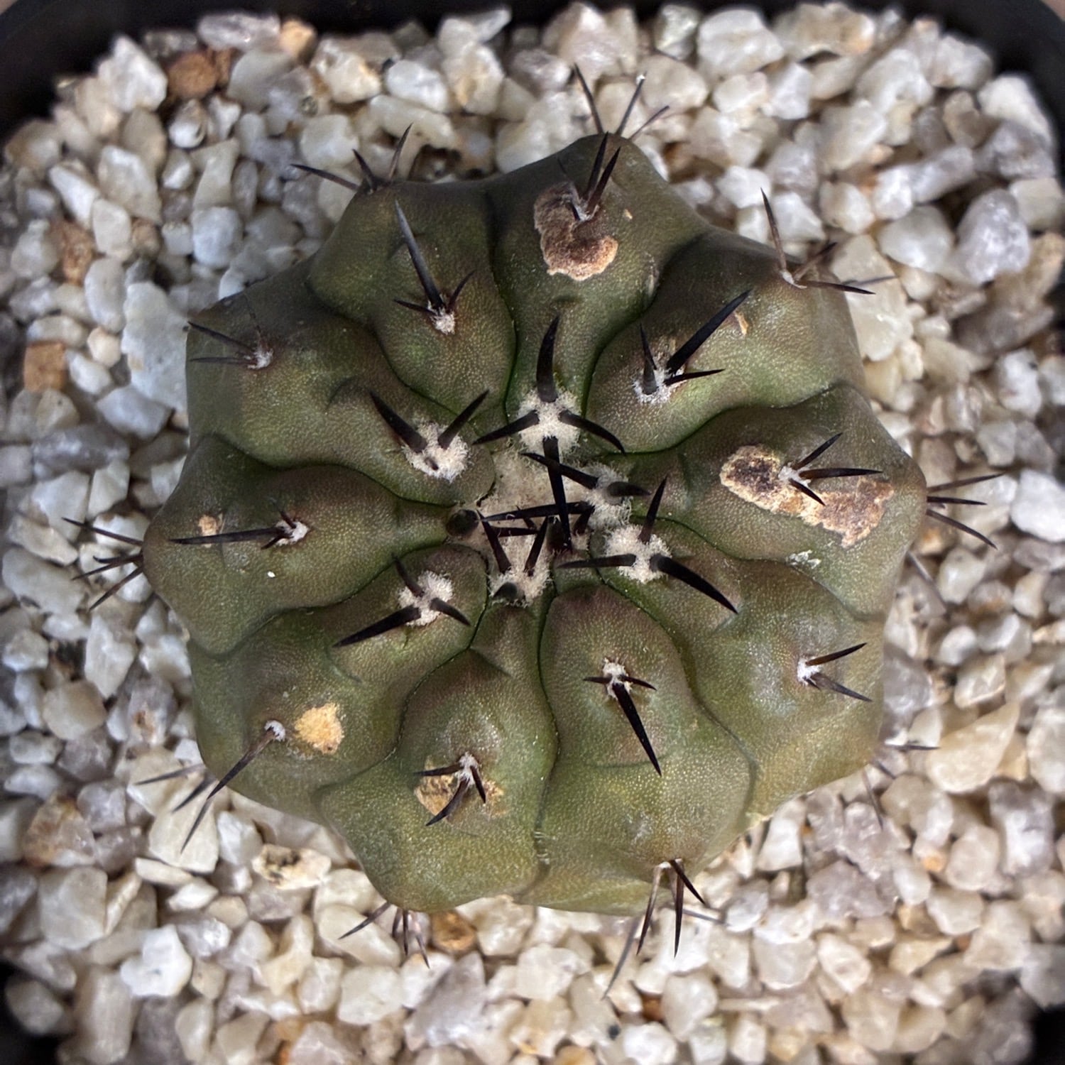 Copiapoa】サボテン コピアポア 黒王丸実生【840】 | PROTOLEAF プロト