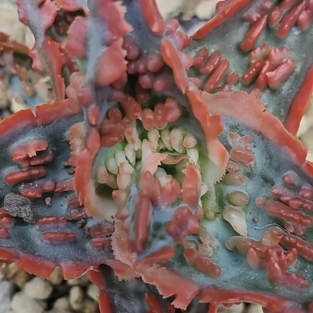 F00016_Aloe 'Lava'（TCT）：アロエ・ラヴァ（TCT） | レアプランツ