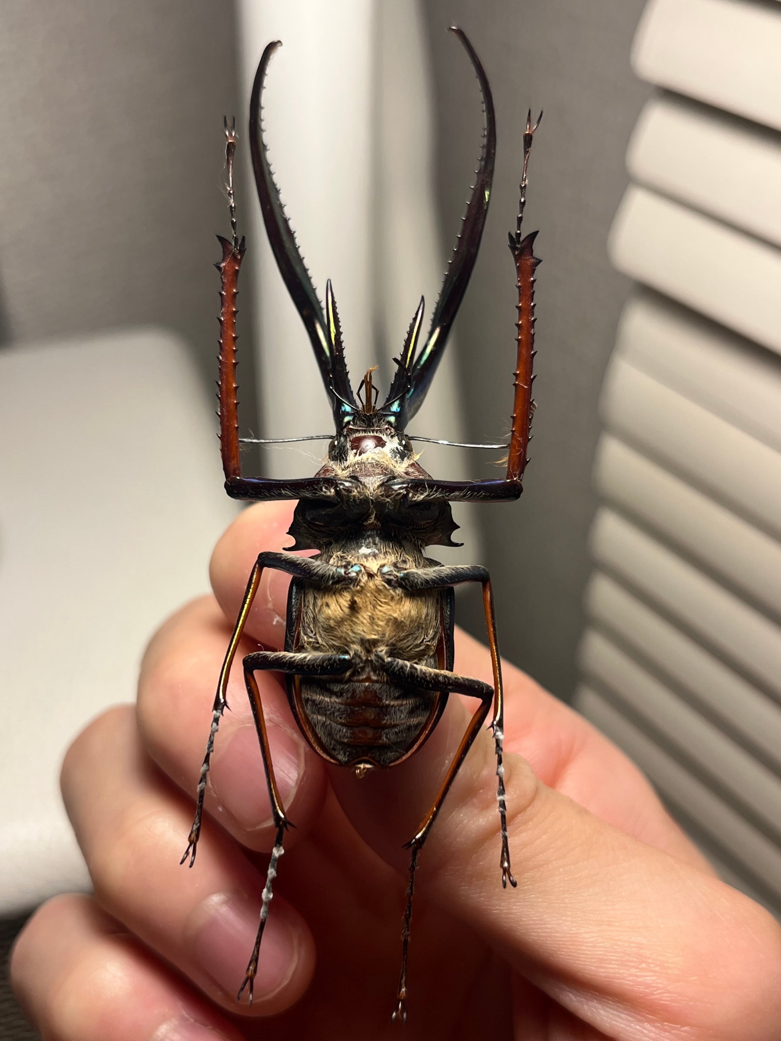 75mm】チリクワガタ メタリフェルホソアカクワガタ Wild 昆虫標本
