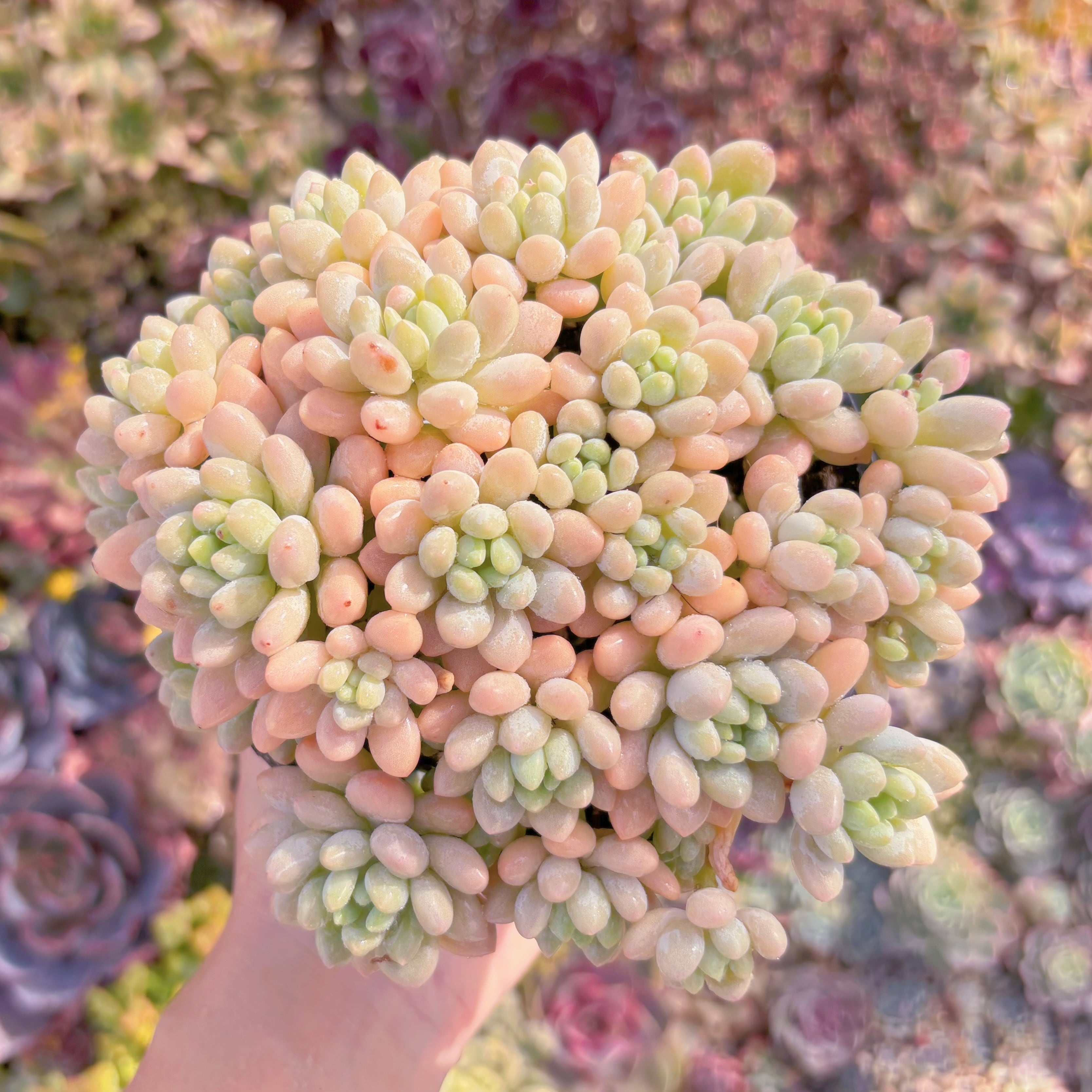 現品　キャビア#768　大群生　るる農園