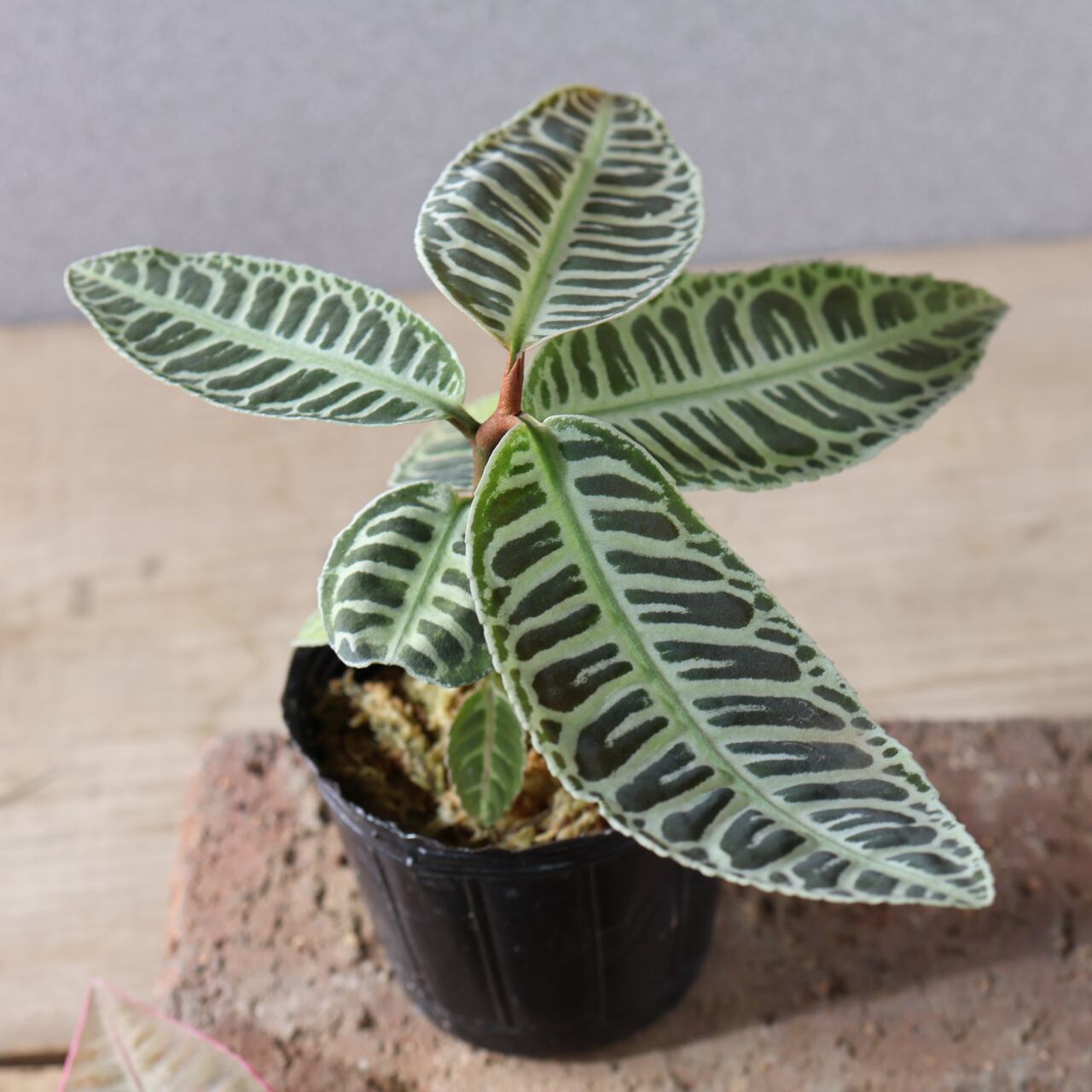 502 『アルディシア 2つセット』観葉植物【送料無料】 | MARX PLANTS
