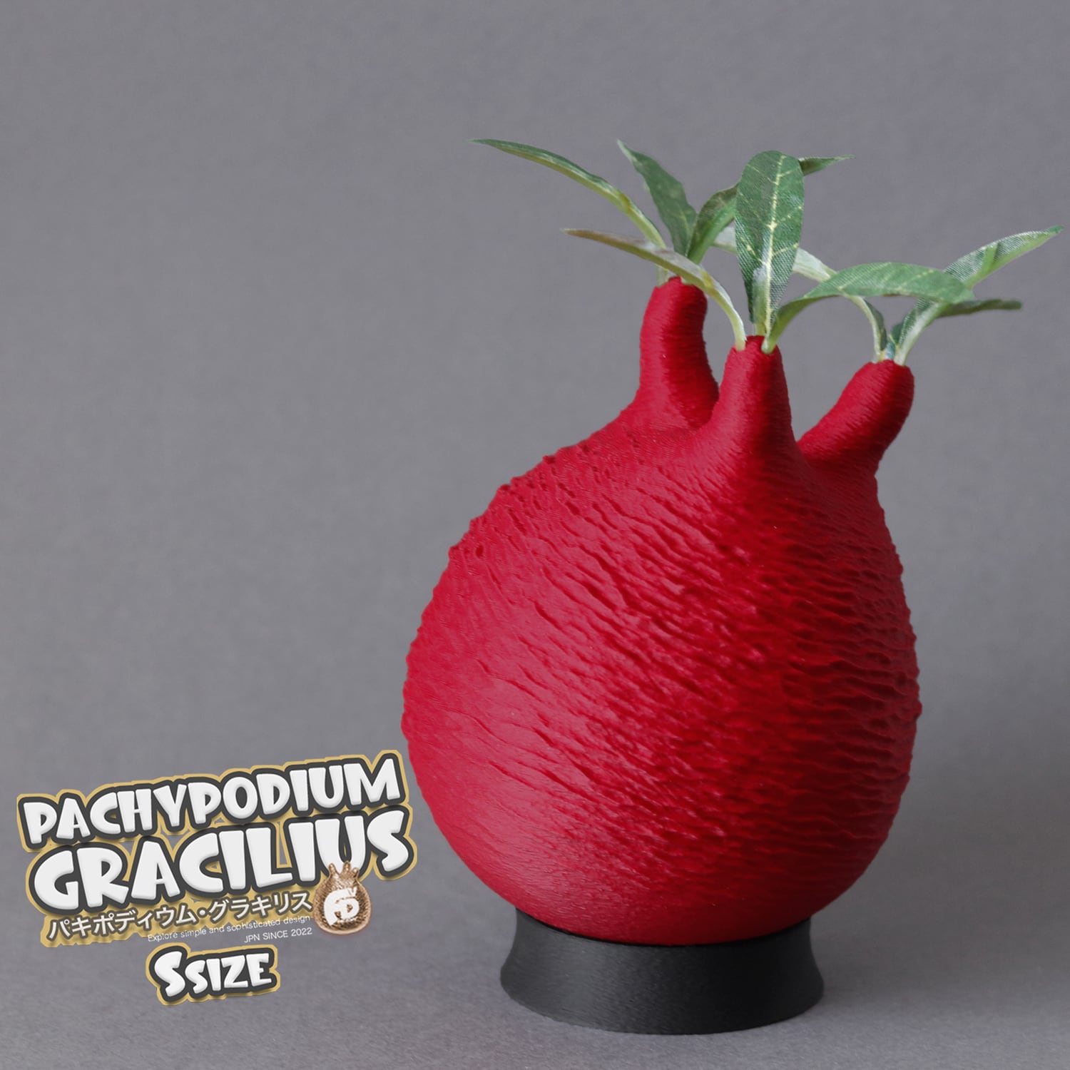 触れたくなるCaudex造形｜パキポディウム グラキリス｜(120x210) Ssize