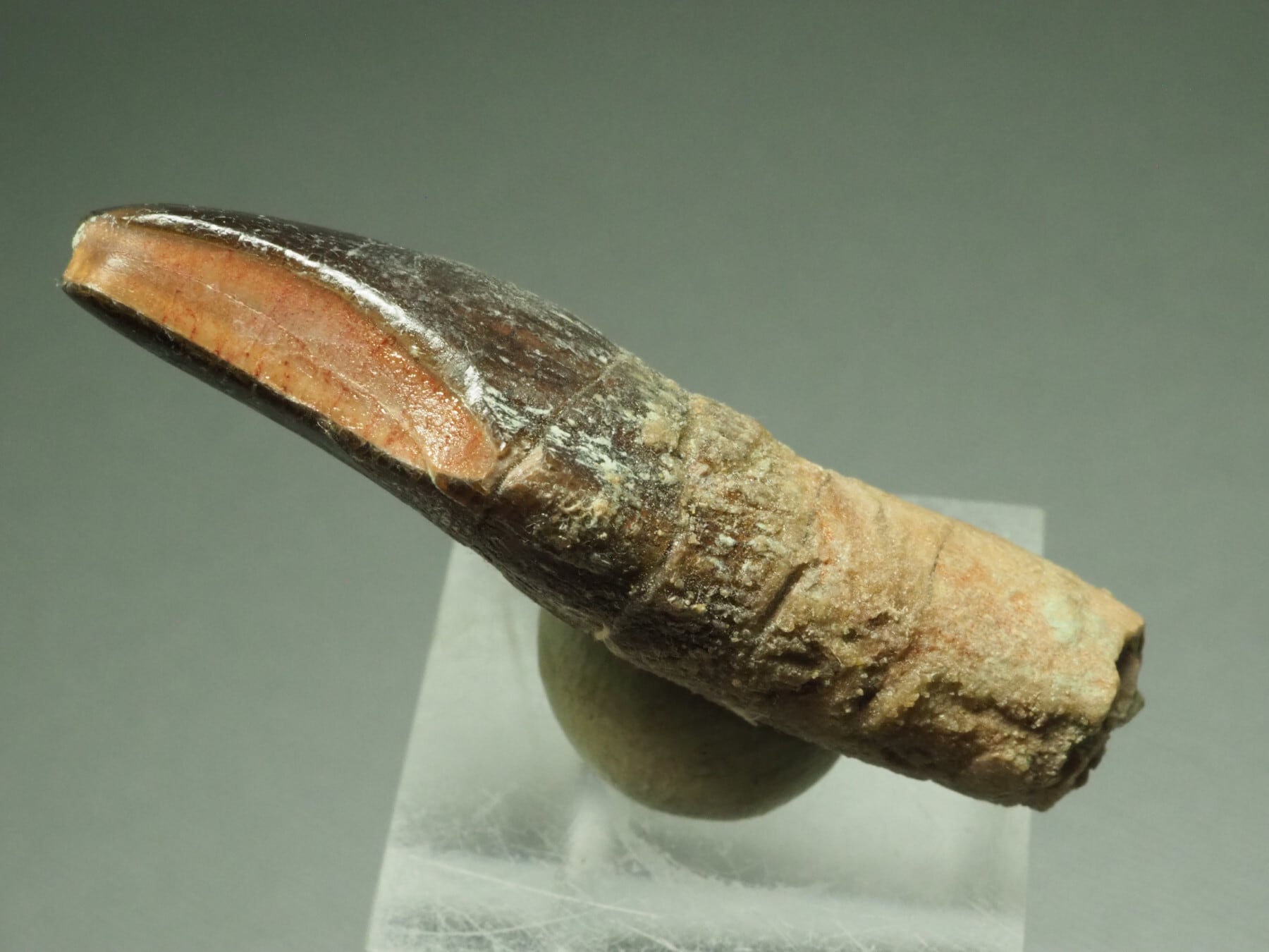 恐竜の歯 [DS398] パロニコドン 化石 希少 レア 恐竜の歯 [DS398