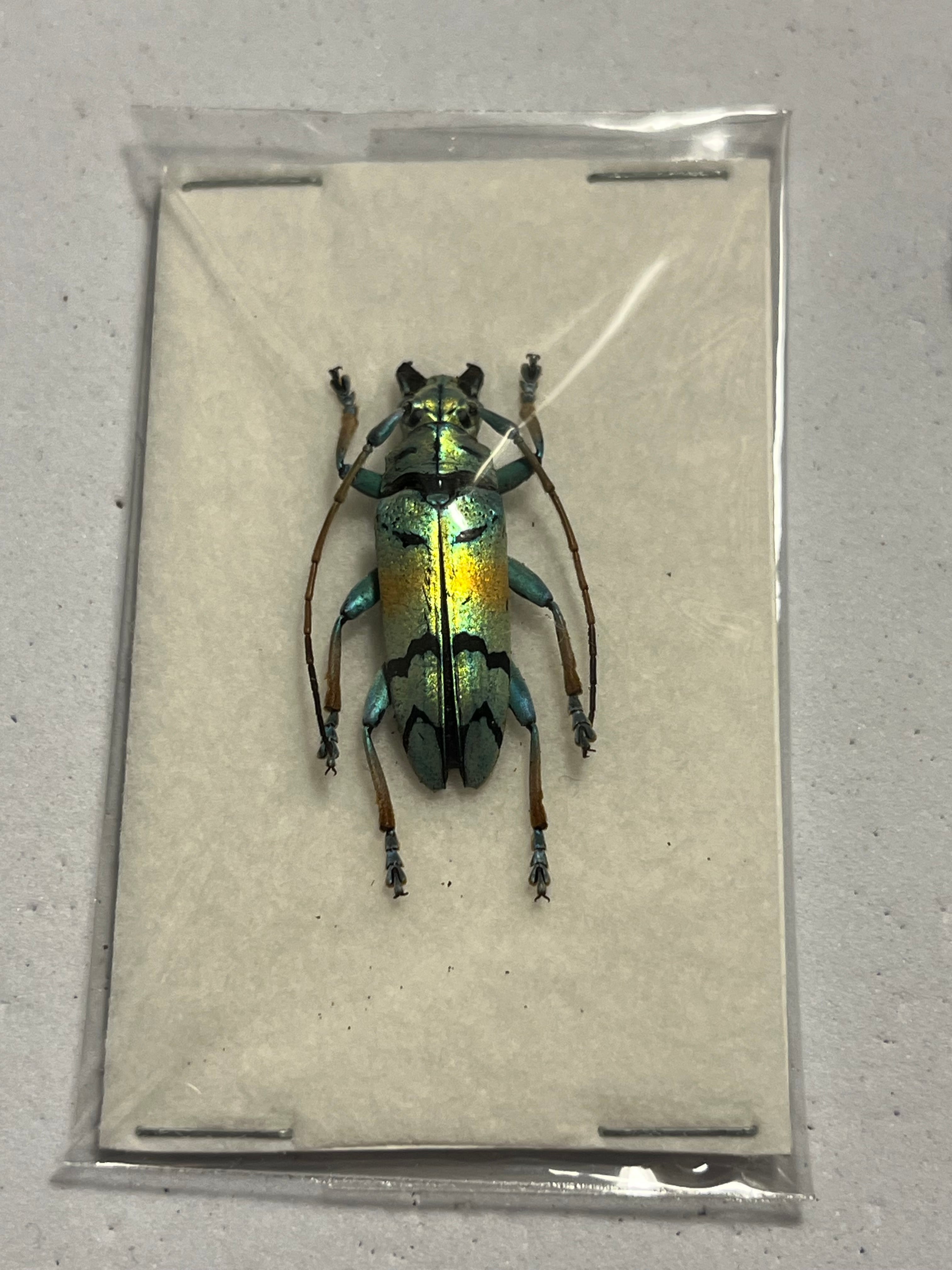 26mm】スラウェシ島の美麗カミキリの一種 標本 ホウセキゾウムシ
