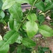 バイマクルー（バイマックルート）Kaffir lime leaf　コブミカンの葉 / ใบมะกรูด 3 g（5－8葉）