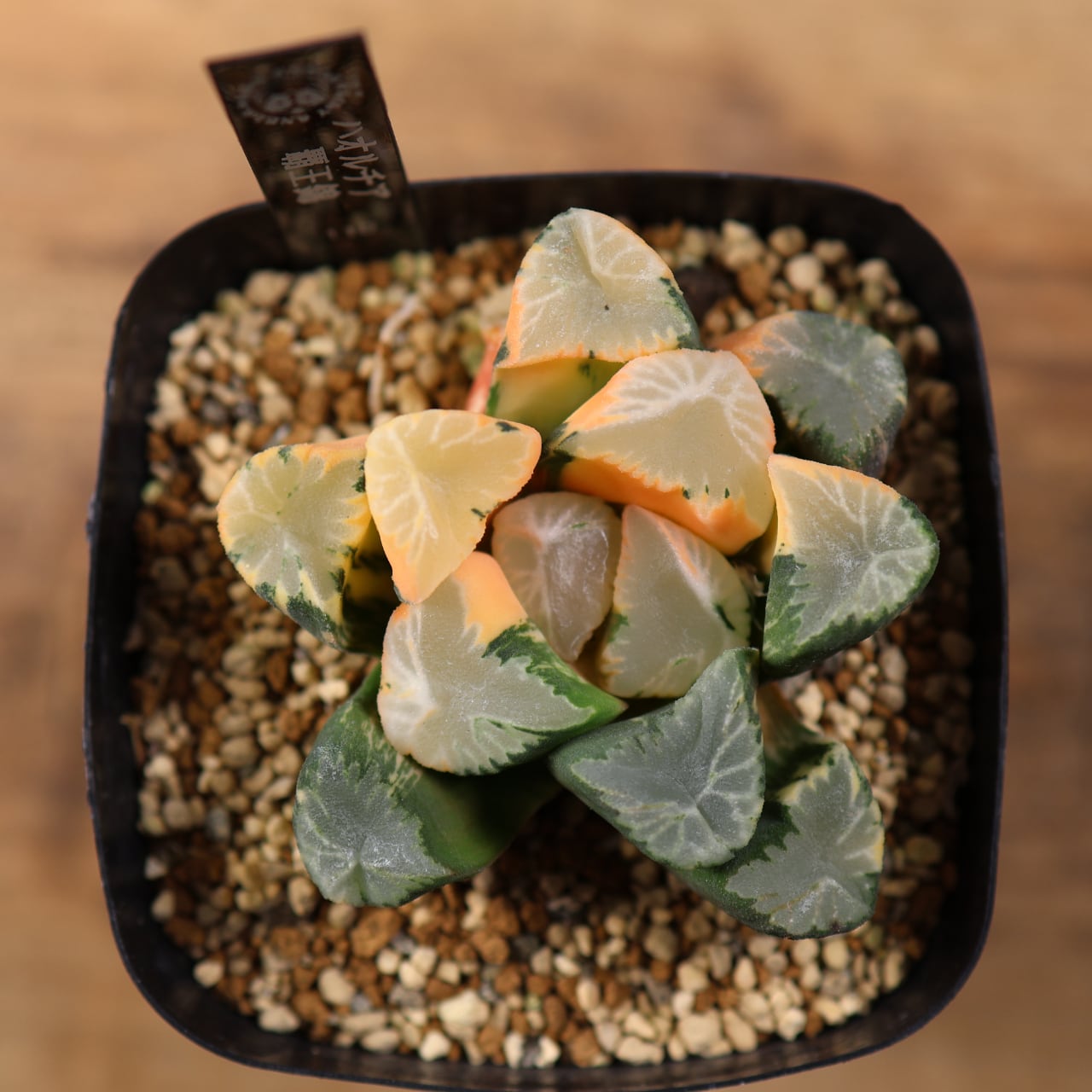715『ハオルチア 覇王錦』観葉植物【送料無料】 | MARX PLANTS | 観葉