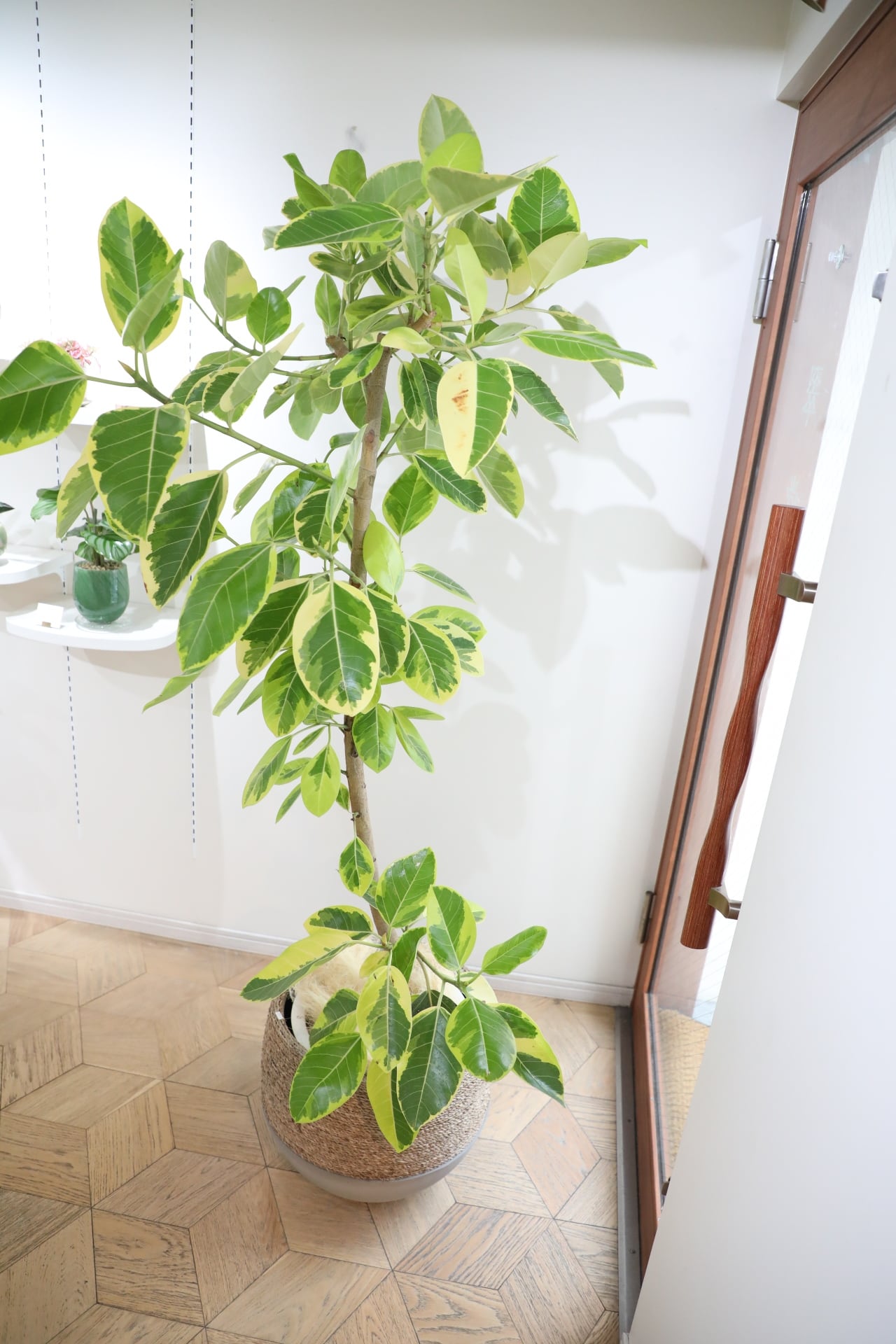 L/177cm】フィカス アルテシマ/Ficus Altissima ※鉢カバー別 | 【厳選
