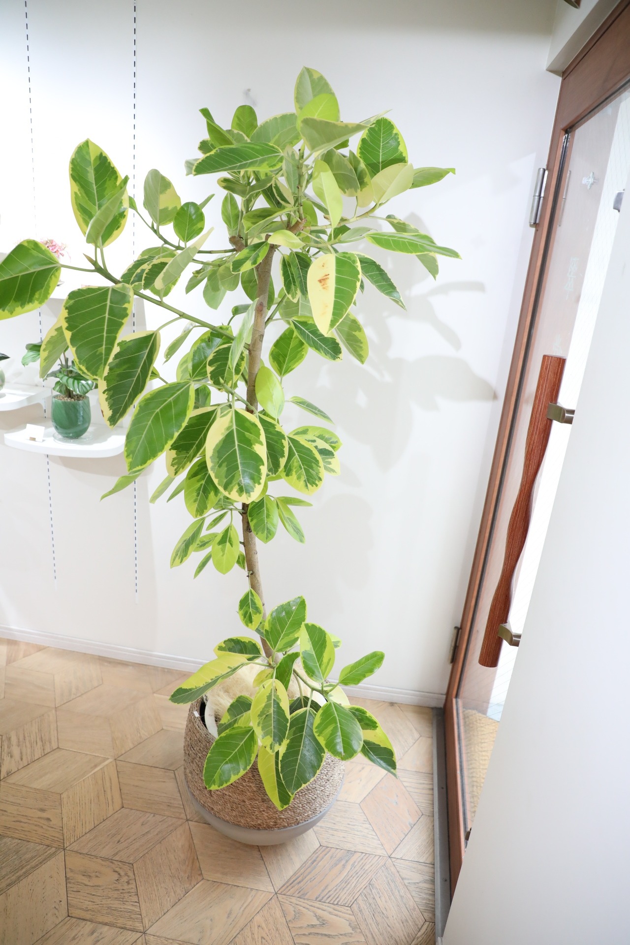 【L/177cm】フィカス アルテシマ/Ficus Altissima　※鉢カバー別