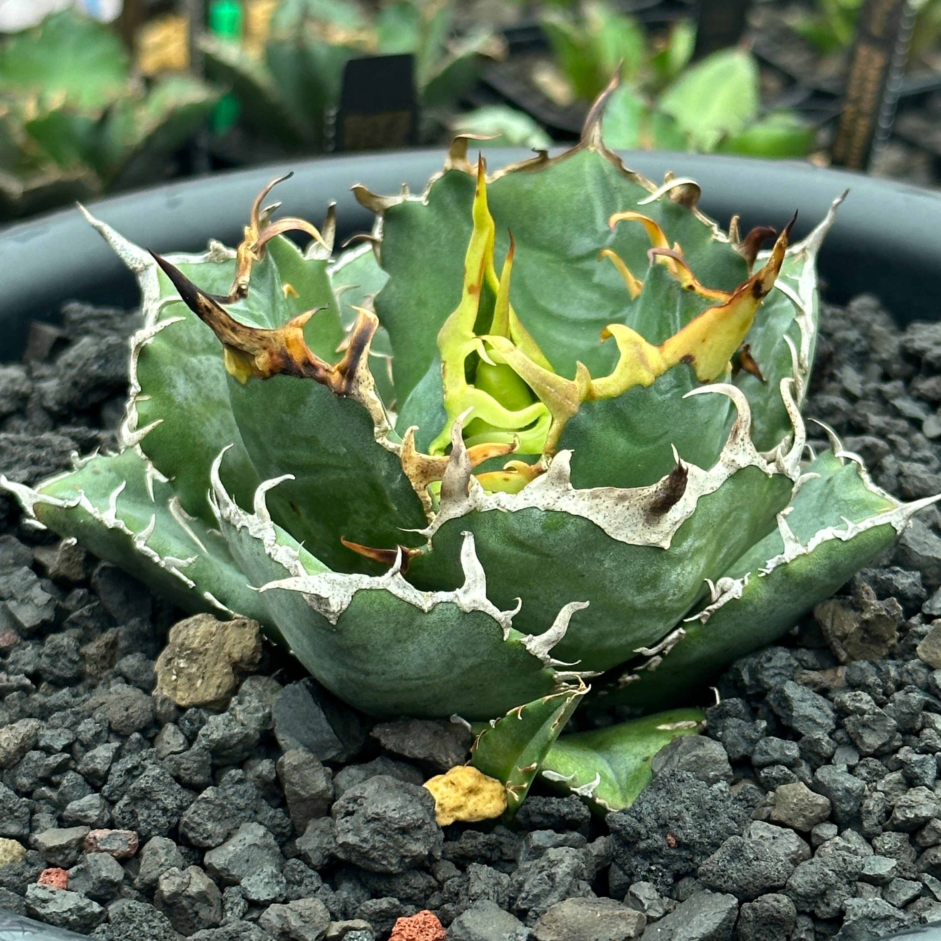 Agave titanota (アガベ チタノタ ) 白鯨 中株 発根済 | Plants by THE