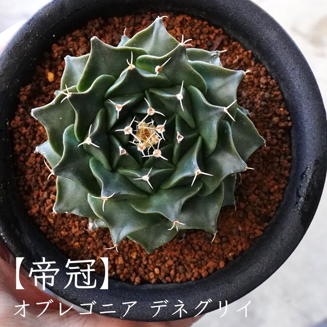【帝冠】オブレゴニア　デネグリイ　お花のようなサボテン