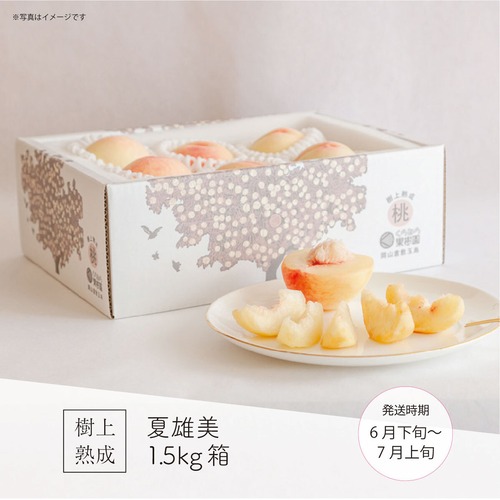 夏雄美 1.5kg箱（5～8玉）