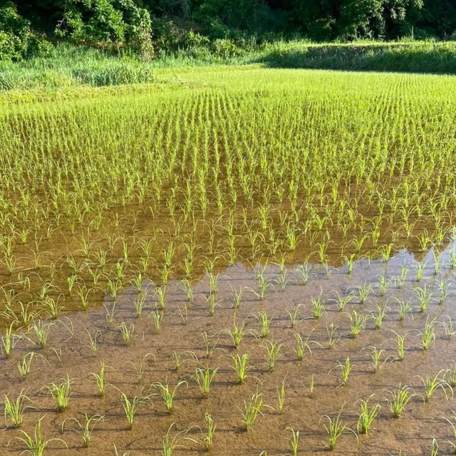 農薬:栽培期間中不使用・有機肥料使用 棚田米　コシヒカリ　10キロ（精米前）
