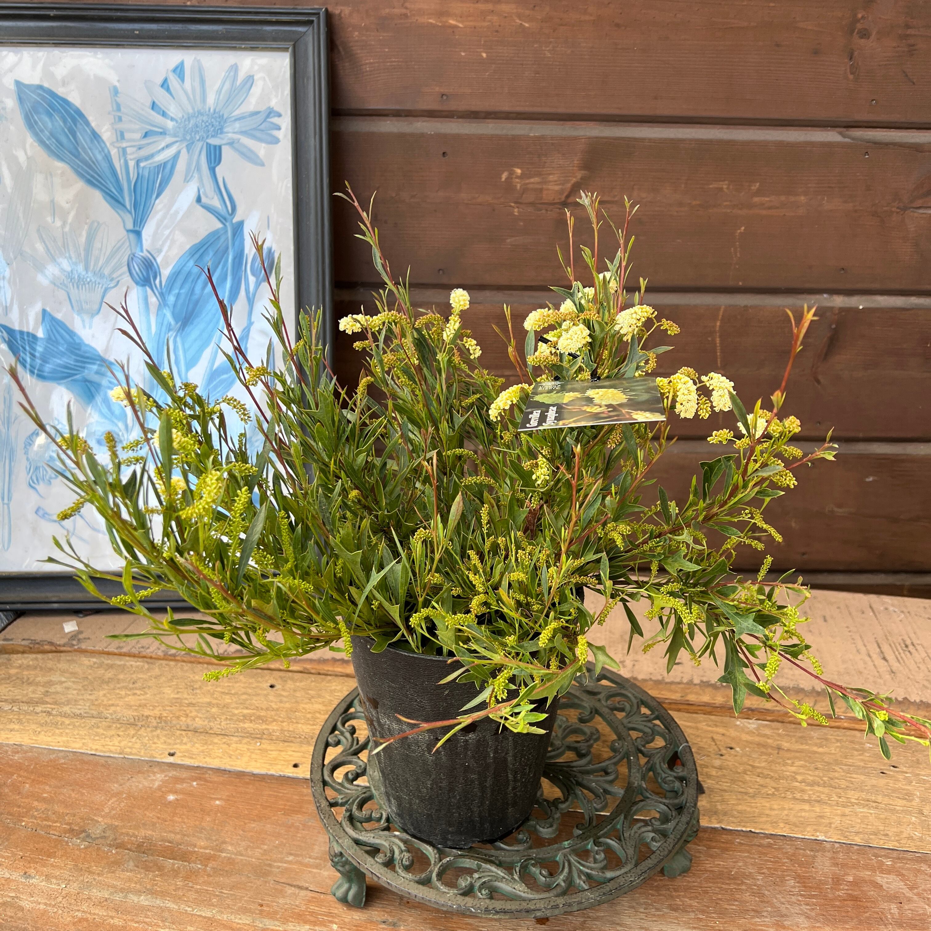 グレビレア シナフェア① | 沼ノ上農園