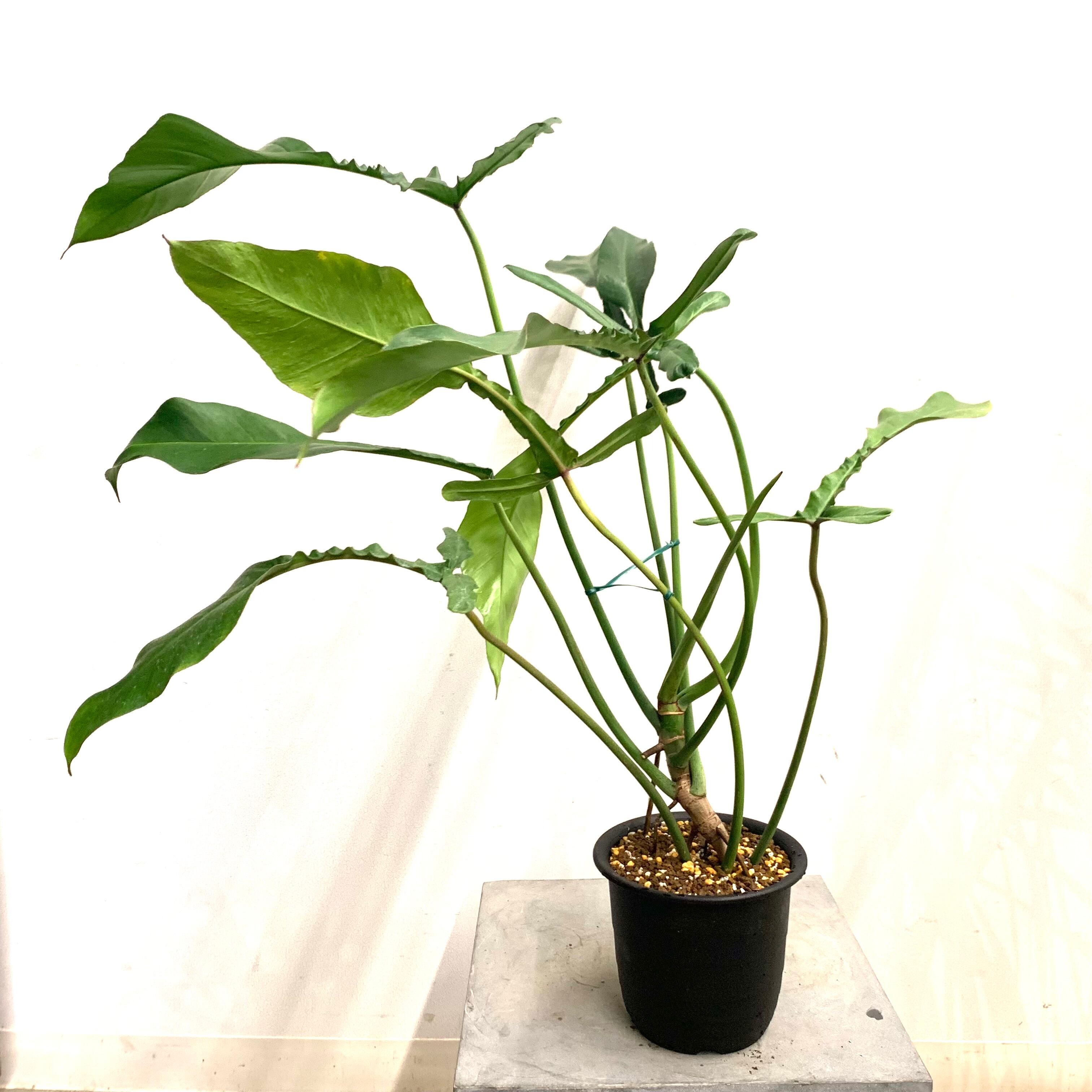 903 ジョーピー　Philodendron.'Joepii'6枚葉