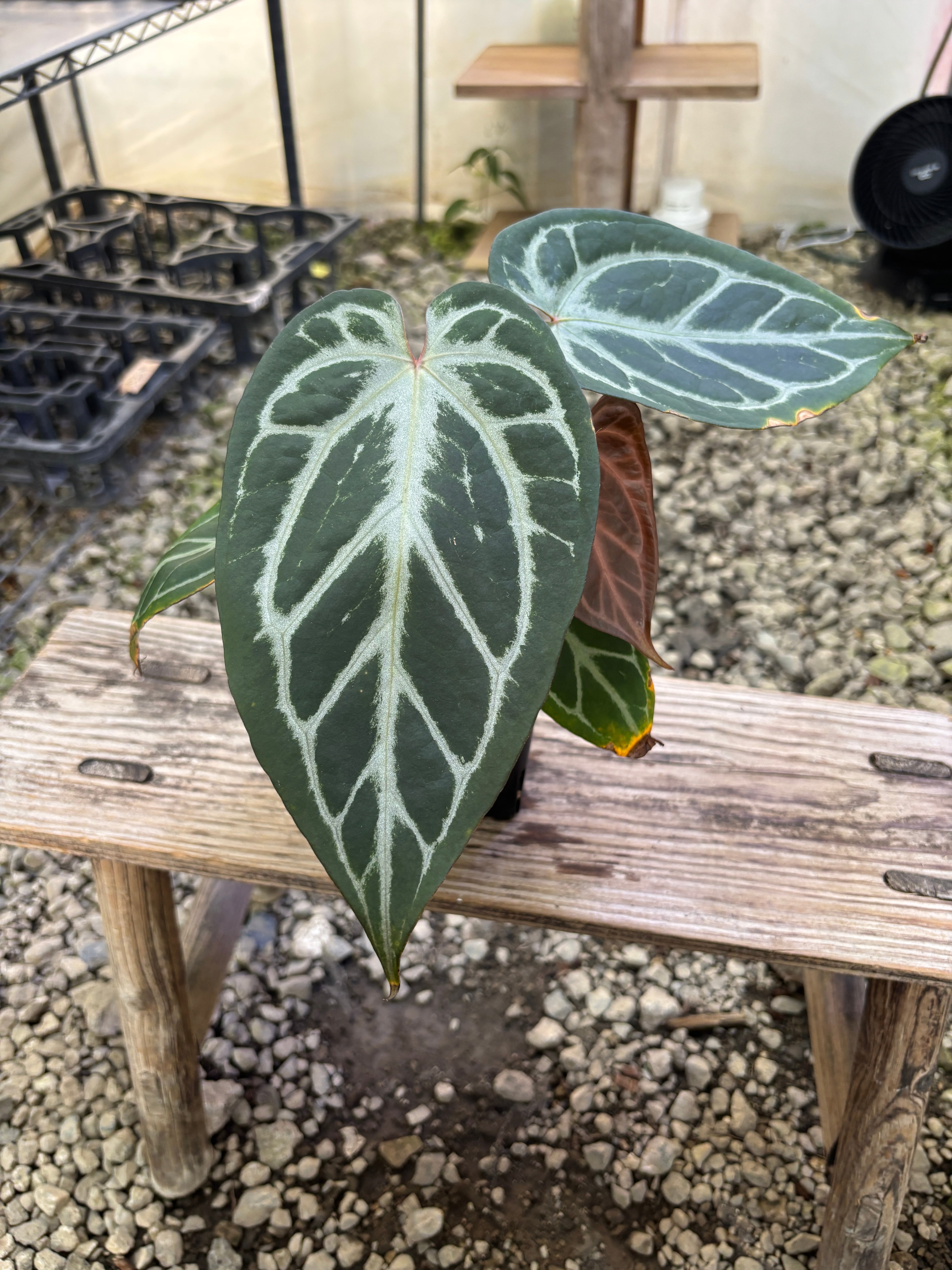 Anthurium | BALI-AN 園芸