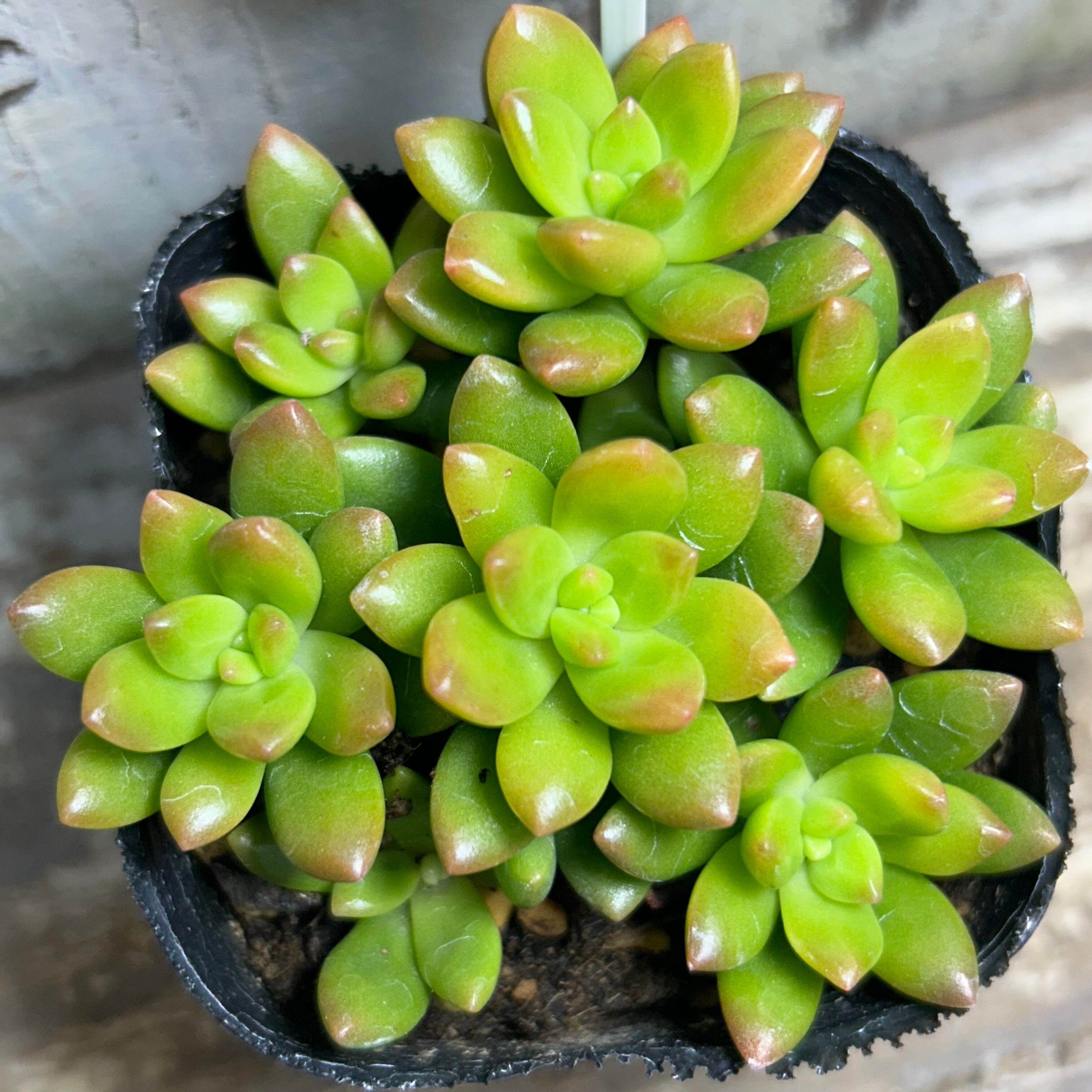 メビナ錦(お一つお選び下さい | RuPo 多肉植物専門店