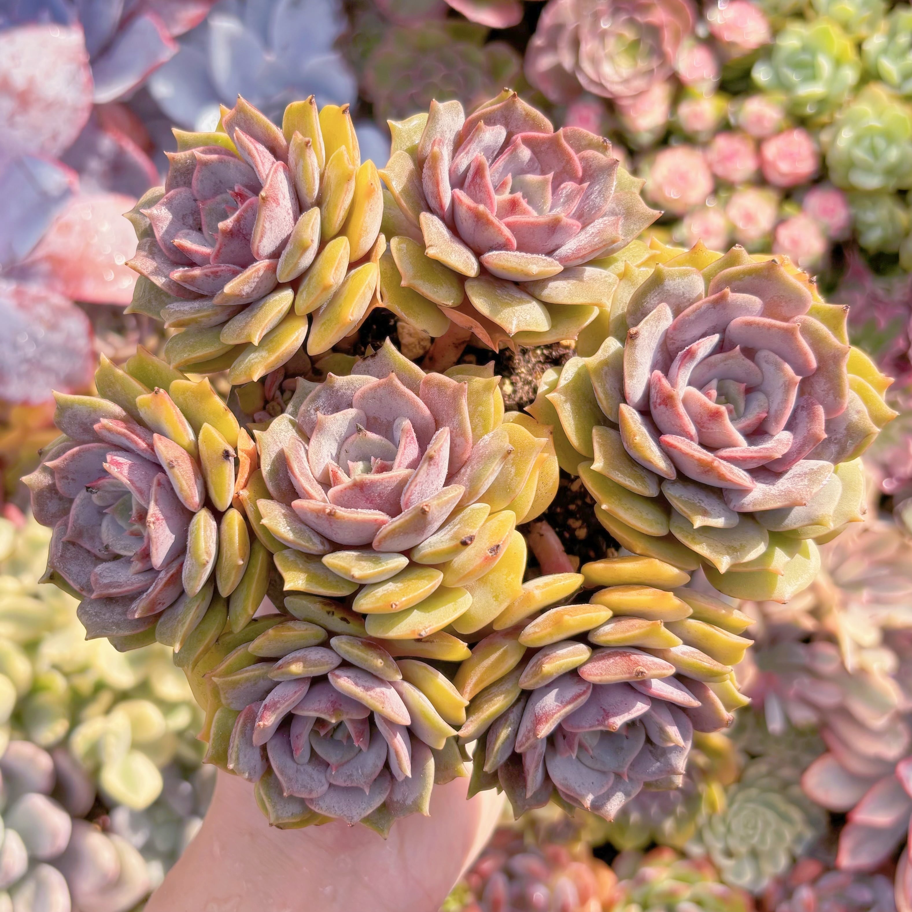 現品　紫姫#A05　在庫僅少　大群生　新入荷　るる農園