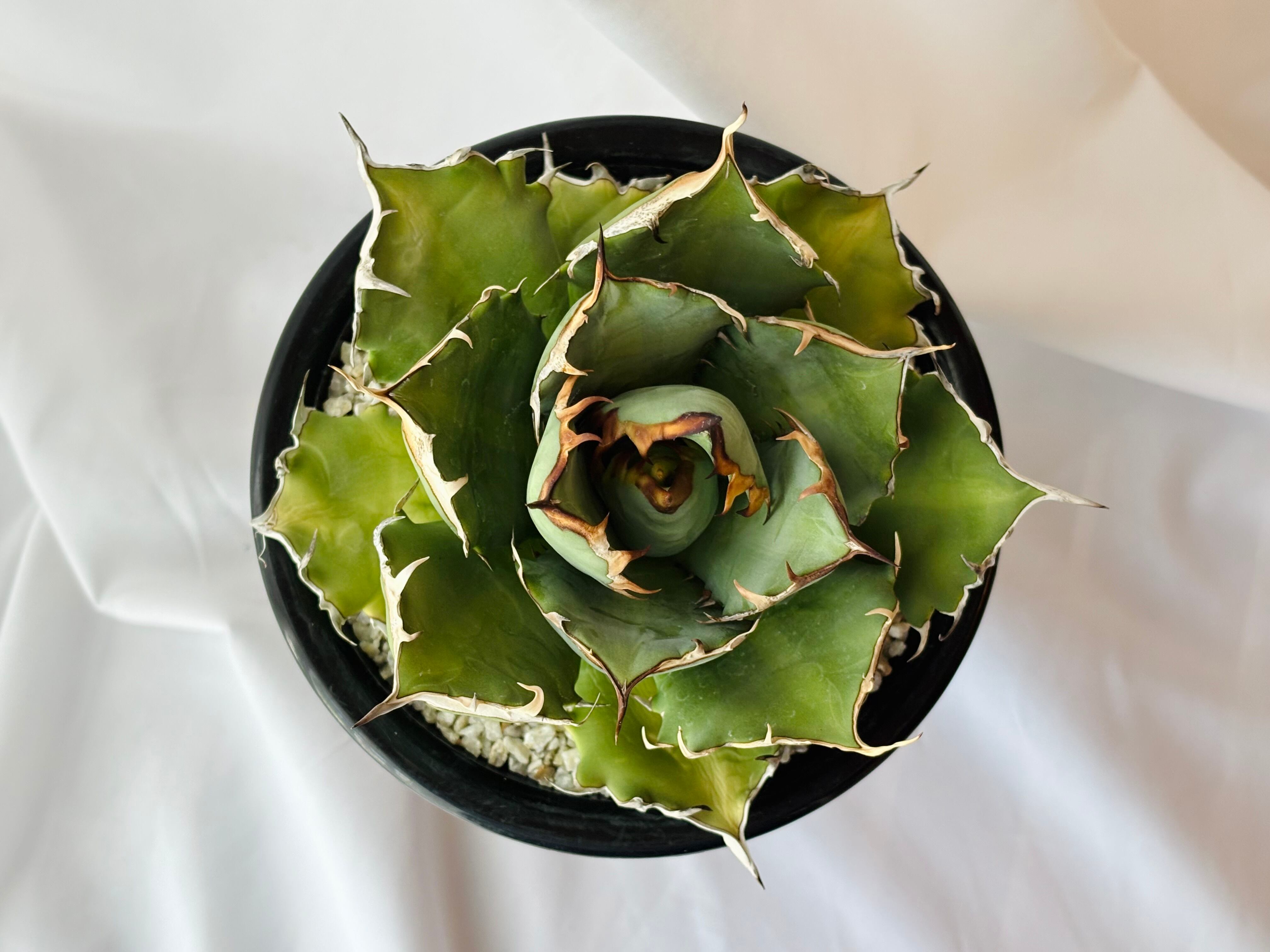 Agave titanota アガベ チタノタ 姫厳竜 多肉植物 | plants MARU