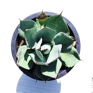 AGAVE Parryi truncata アガベ パリー トランカータ 大サイズ(10号鉢) 005