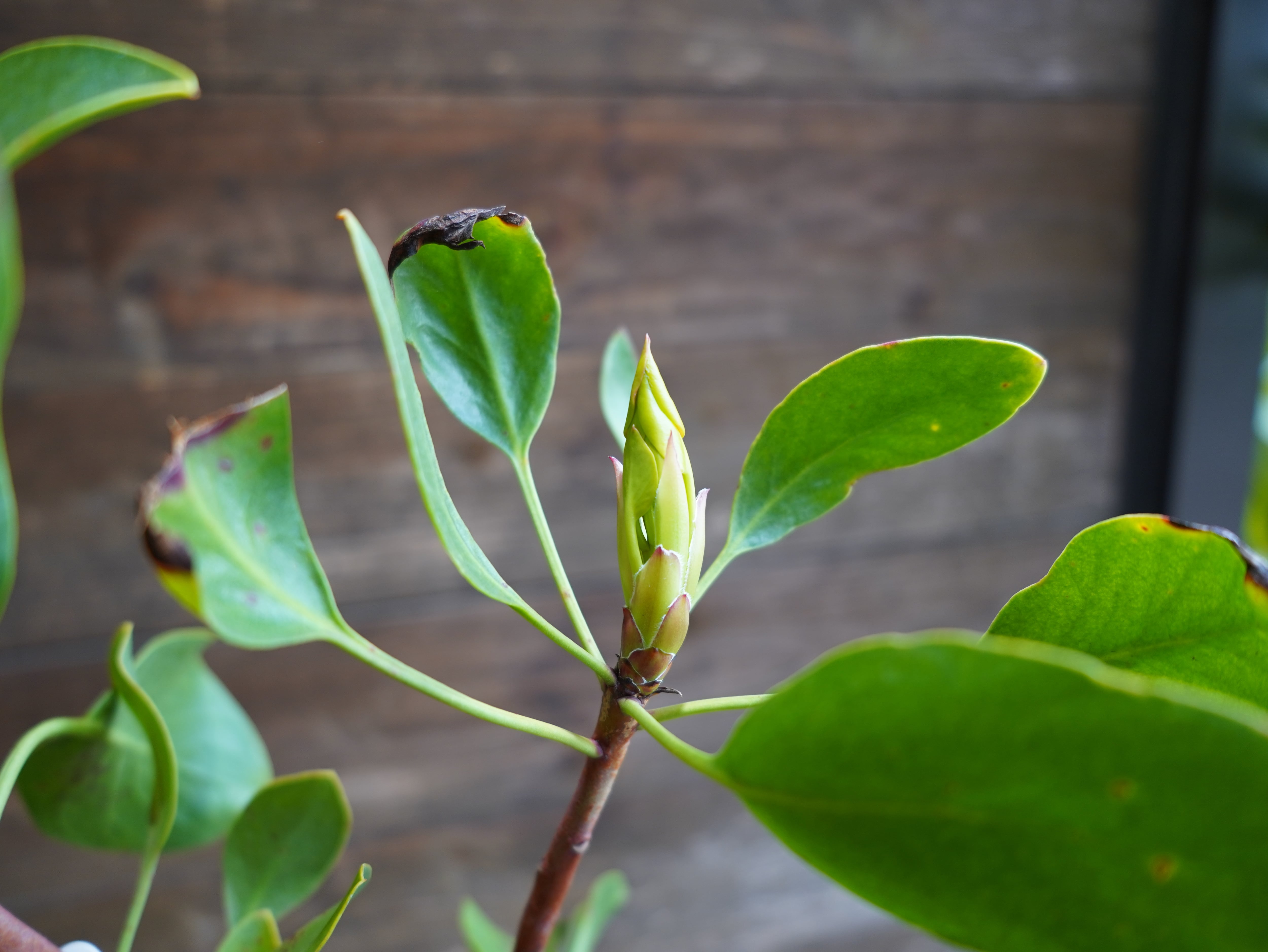 【現物】プロテア ・ シナロイデス「スプリング」