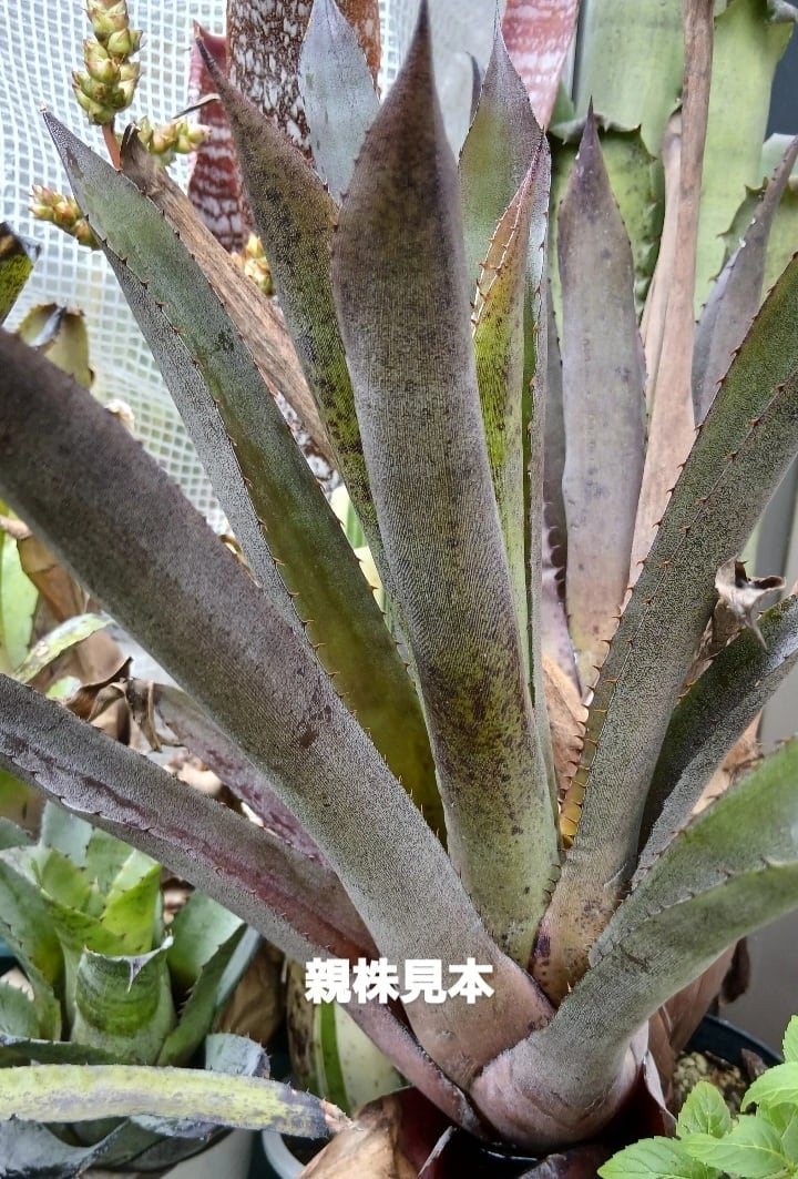Tillandsia neglecta 'Silver Clone' Brazilian Wild Clone 2023 T'S