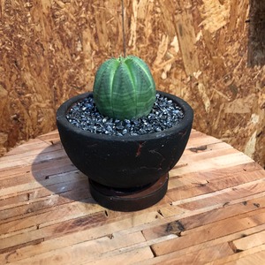 ユーフォルビア「オベサ」室内陶器植え