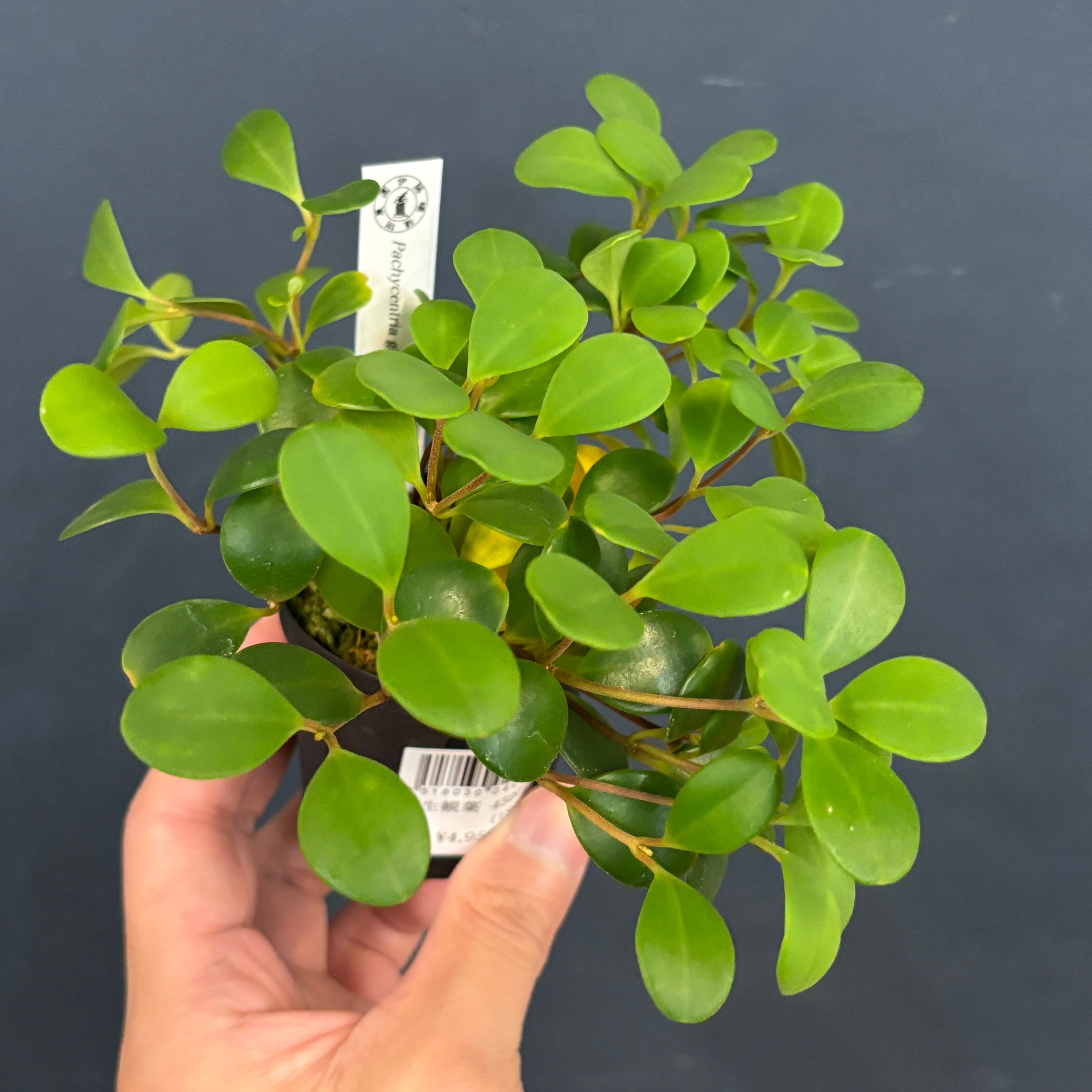 アリ植物 | PROTOLEAF プロトリーフ