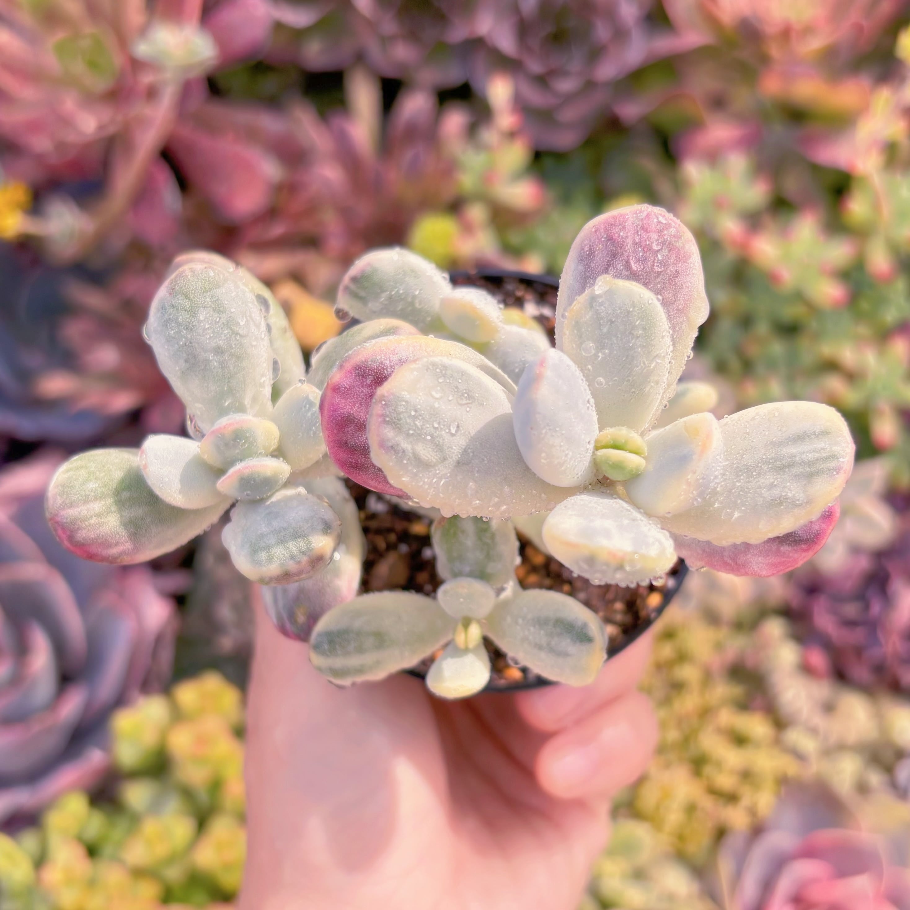 現品　達磨福娘錦#M146　群生　るる農園