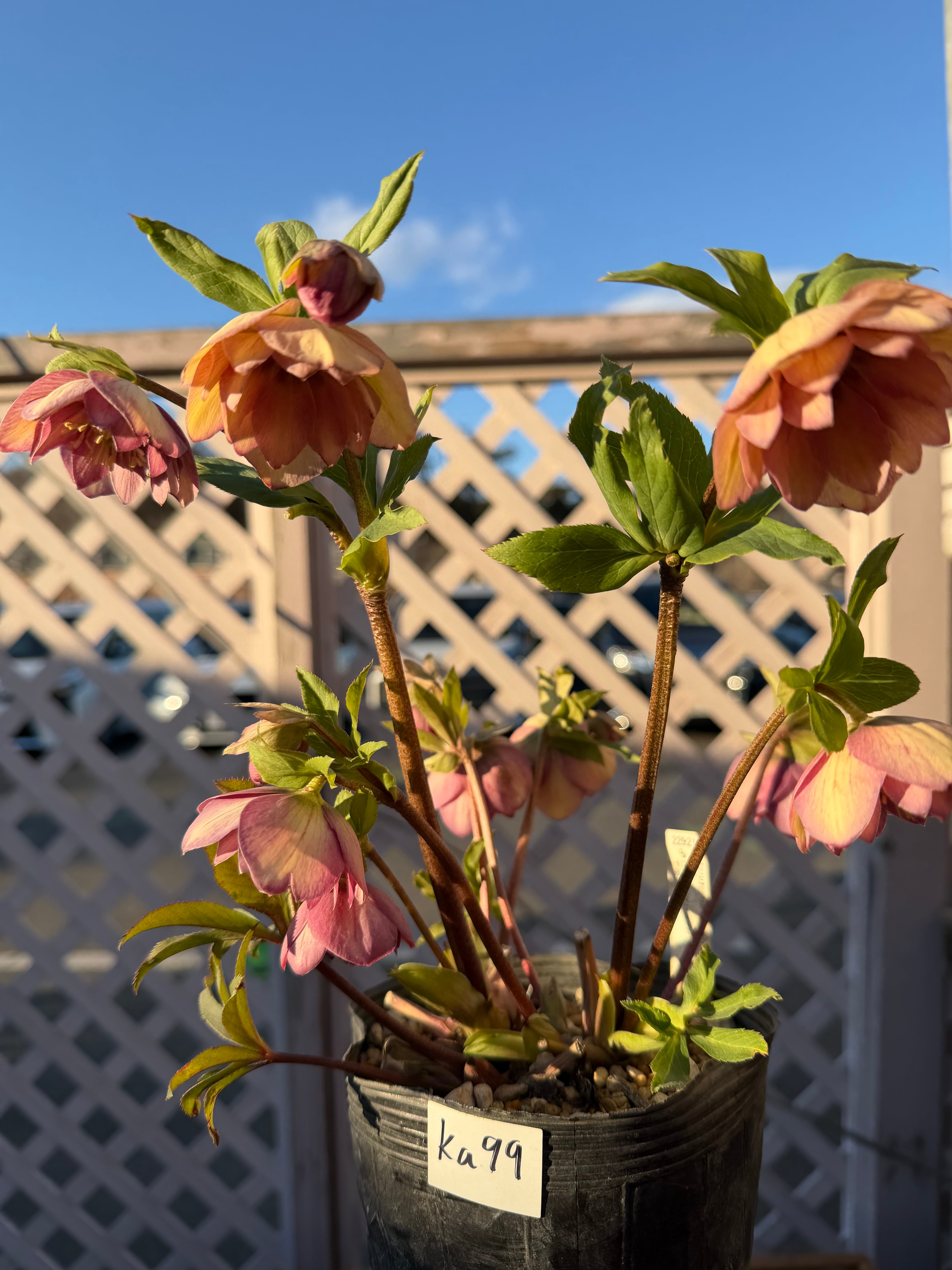 微香フレグランスピンク かぐやhyb交配 加藤農園 クリスマスローズ