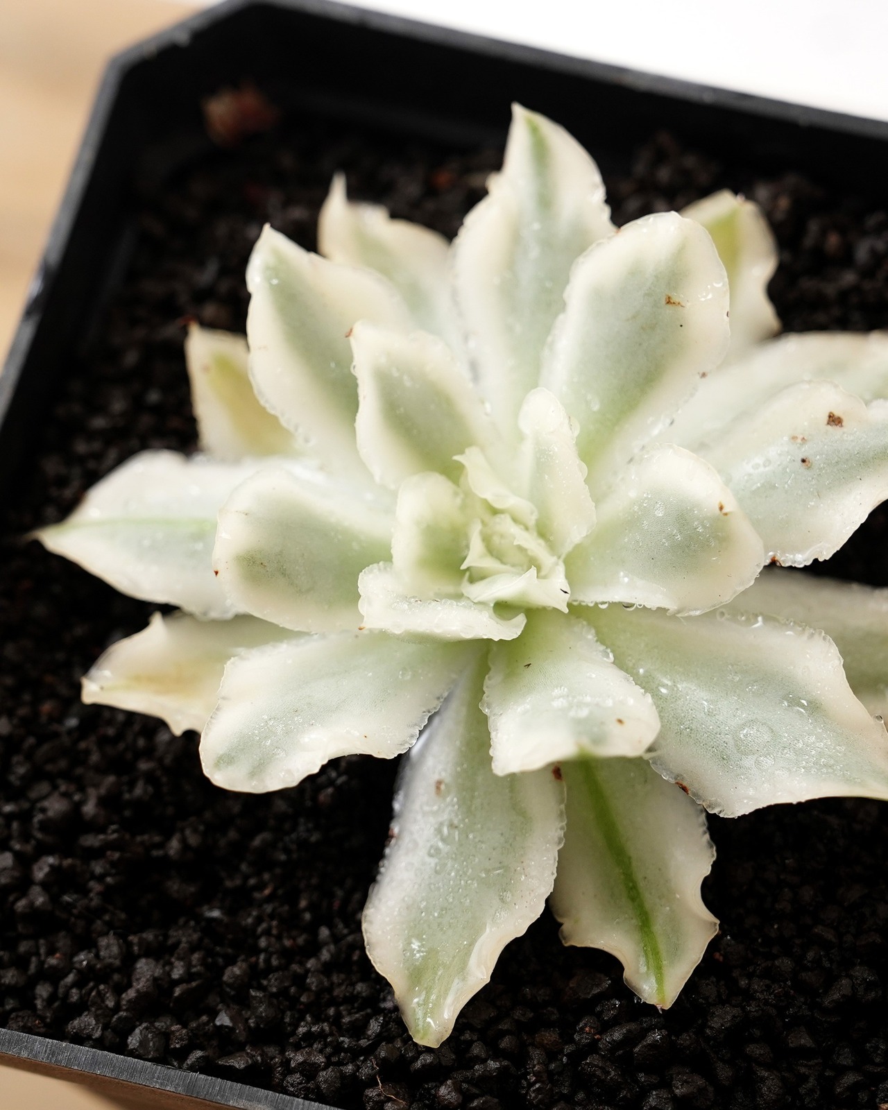 一部発根済カット苗 パープルバタフライ M Echeveria 'Purple Butterfly' Variegated