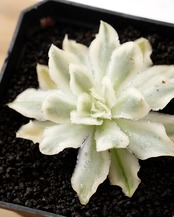 一部発根済カット苗 パープルバタフライ M Echeveria 'Purple Butterfly' Variegated