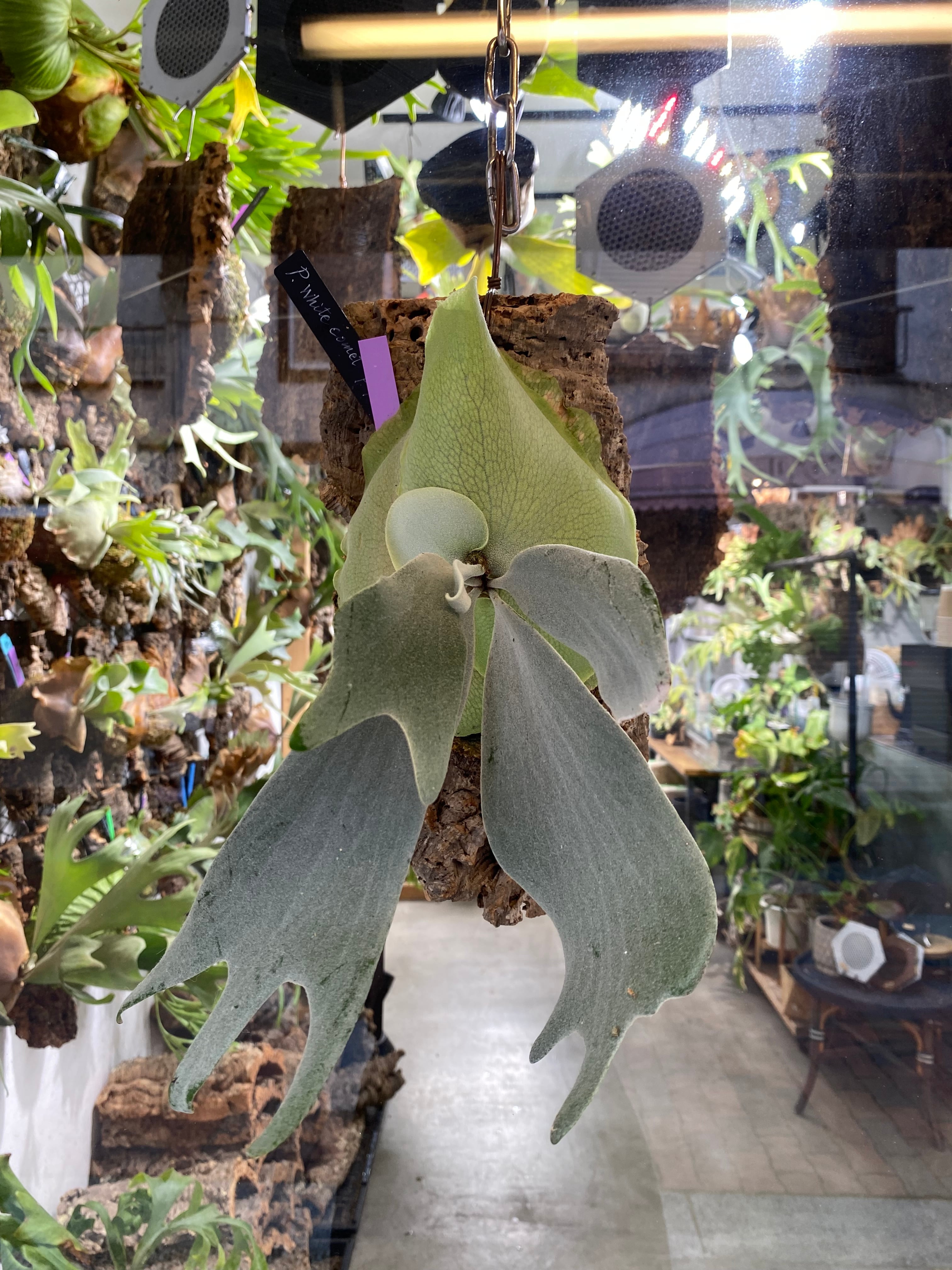 フィロデンドロン ビレッティア 斑入り 大株【激レア】Philodendron