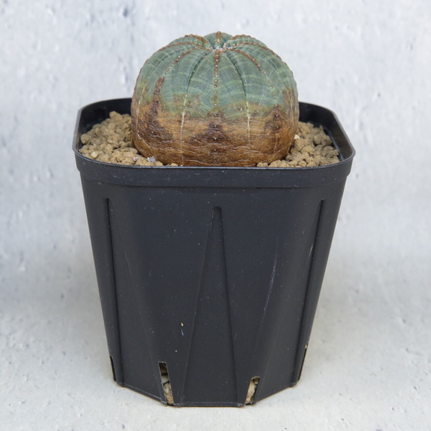 ユーフォルビア オベサ(メス) 美株 メス株 木質化 美模様 捻じれ マウンテン オベサ