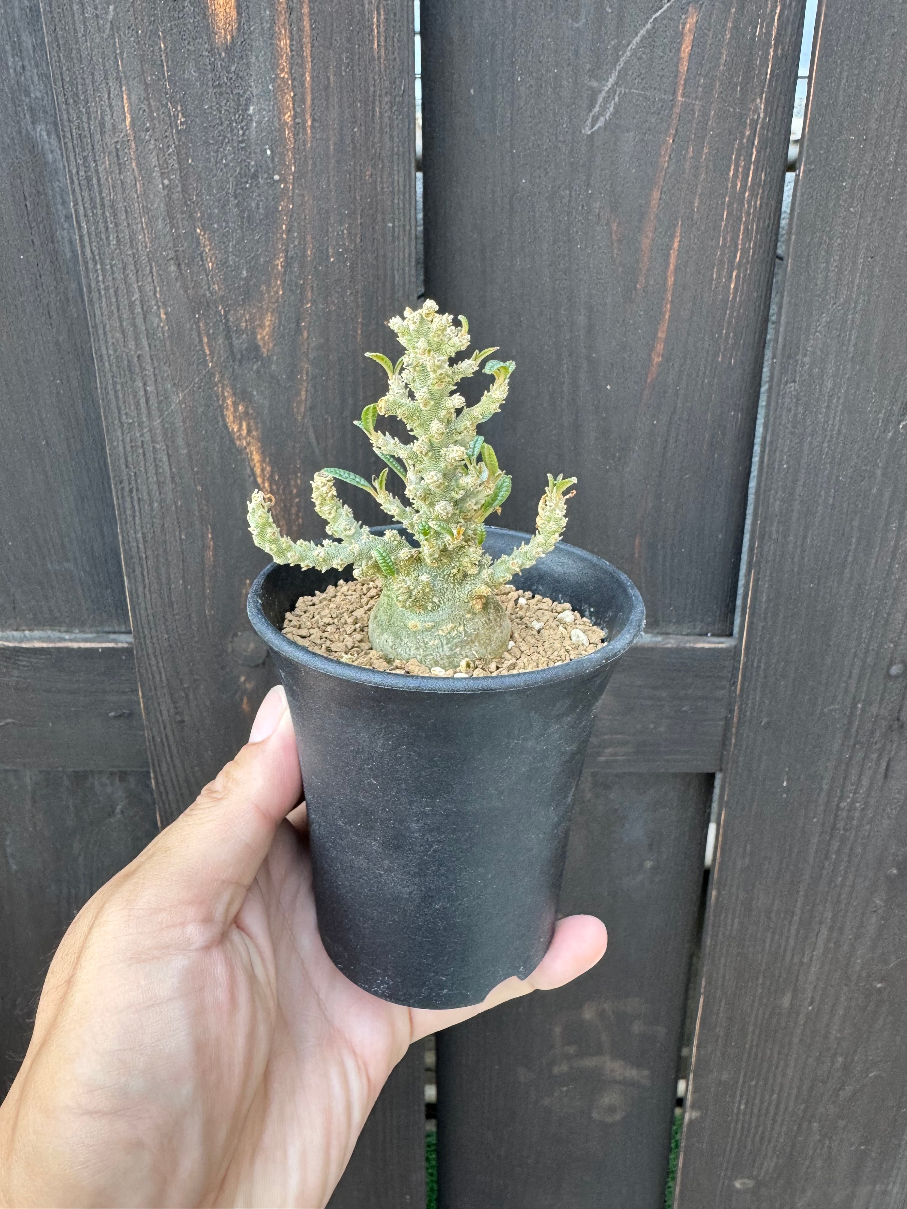 極上品】Dorstenia gigas f. bullata 【ぷっくり小さなギガスの最高峰