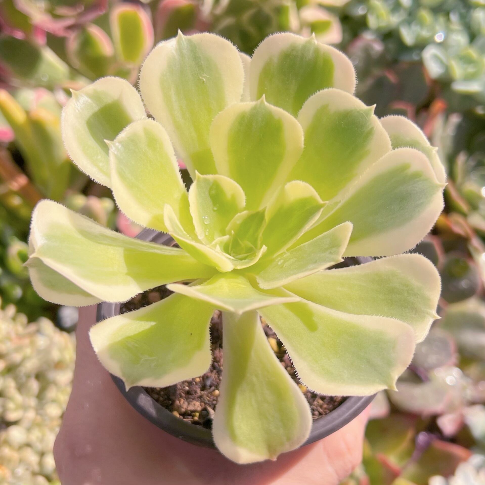 現物　富士錦#718   古株　るる農園