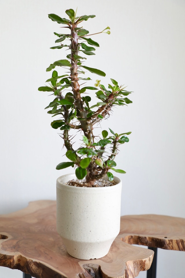 【希少】ユーフォルビア デルフィネンシス/Euphorbia delphinensis 　※陶器鉢付き
