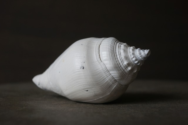 フロリダ州産 巻貝化石 Strombus alatus 1594