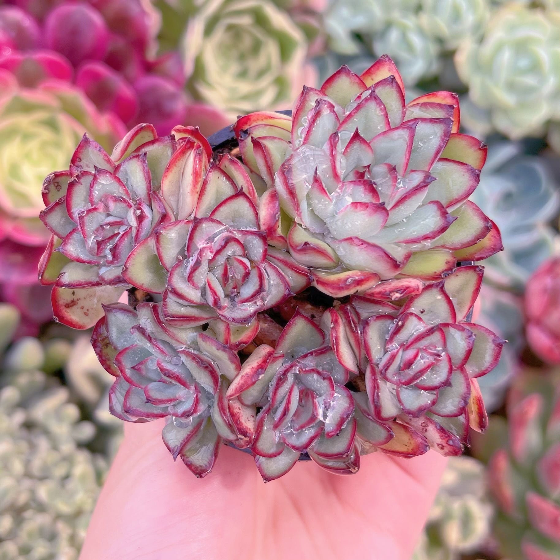 現品　メキシコプリトニス#F217　るる農園