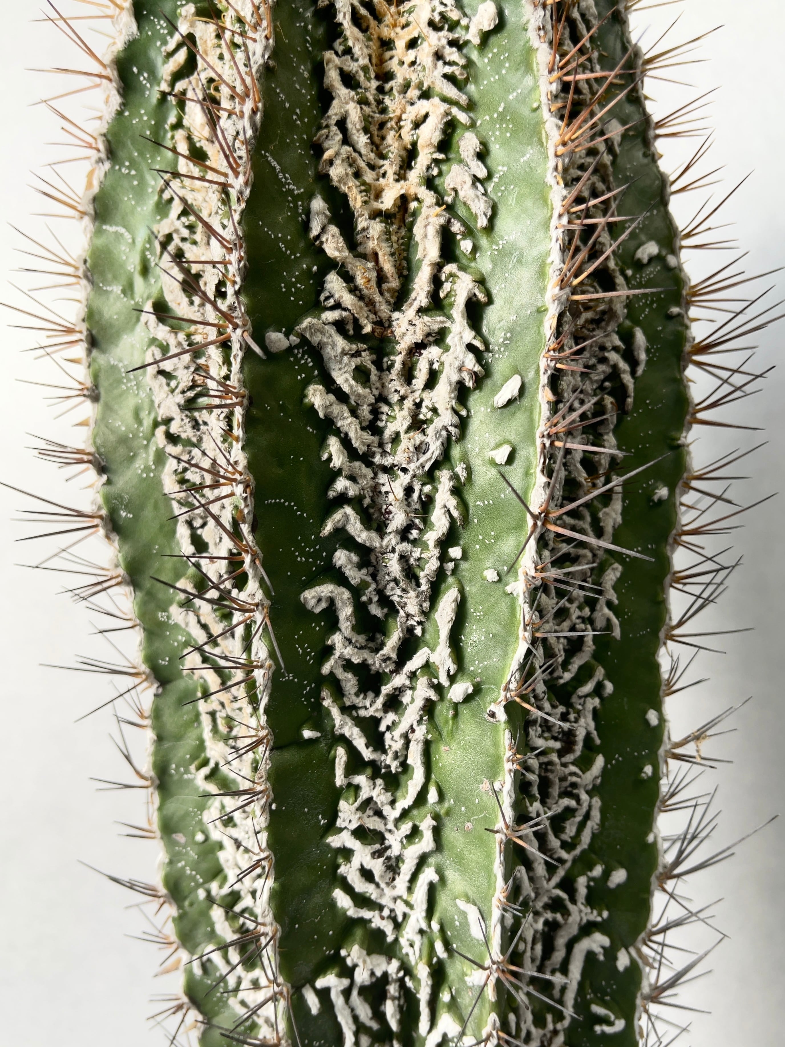 アストロフィツム・白条複隆般若 | trigger