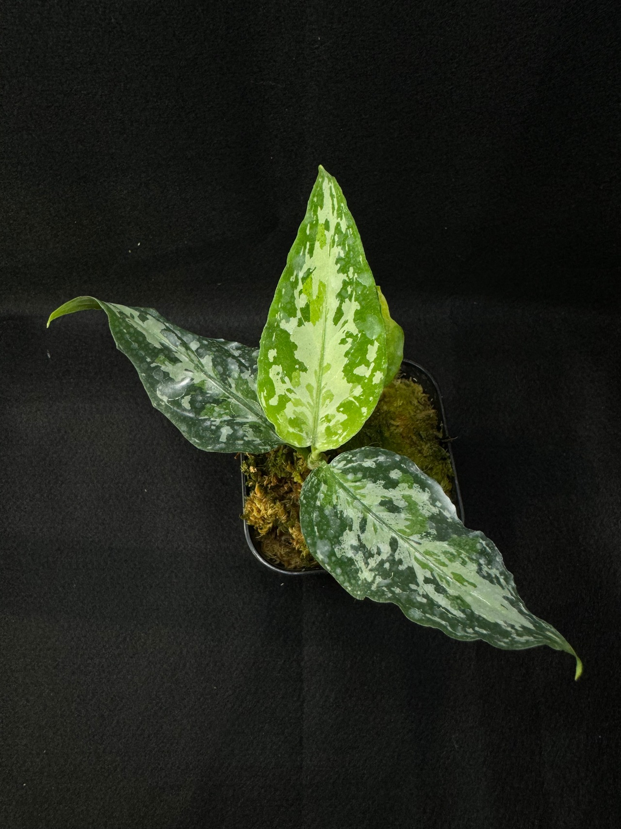 【無限草mirai series】aglaonema pictum from 無限♾️草   白雷✖️HA6c no.2