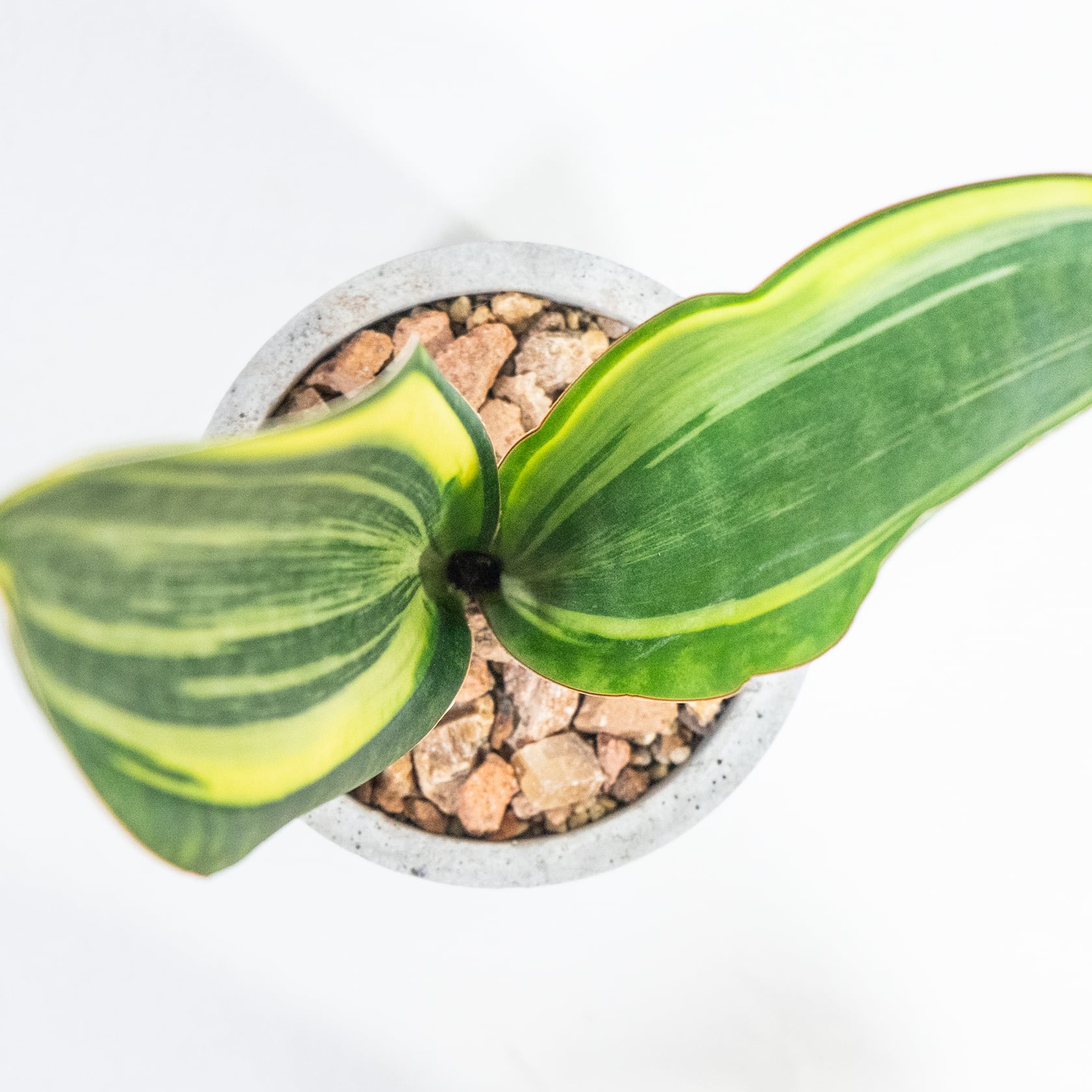 サンセベリア・マッソニアナ 斑入りの美葉とモルタル鉢が調和する一点物